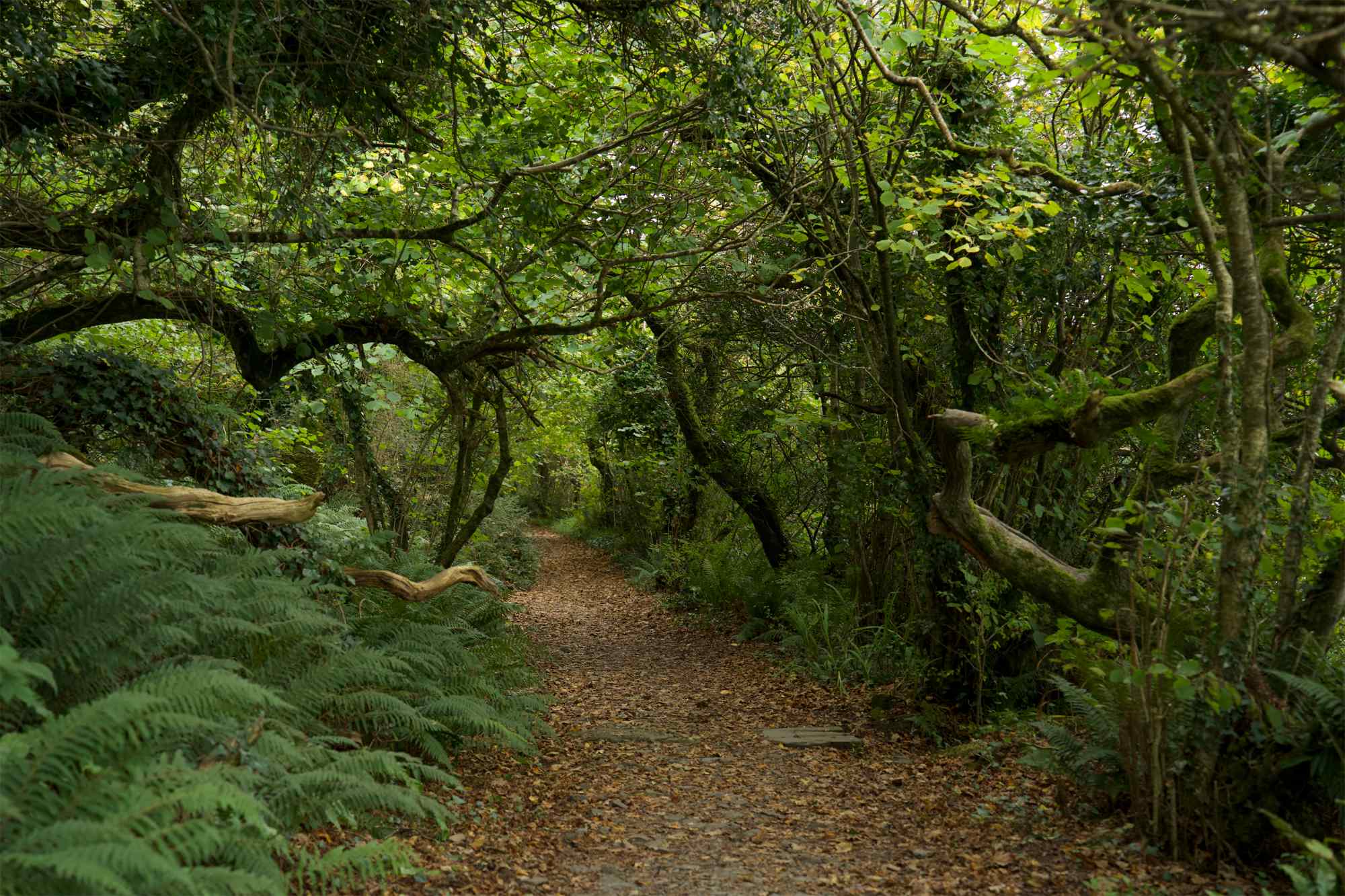 Courtmacsherry woods