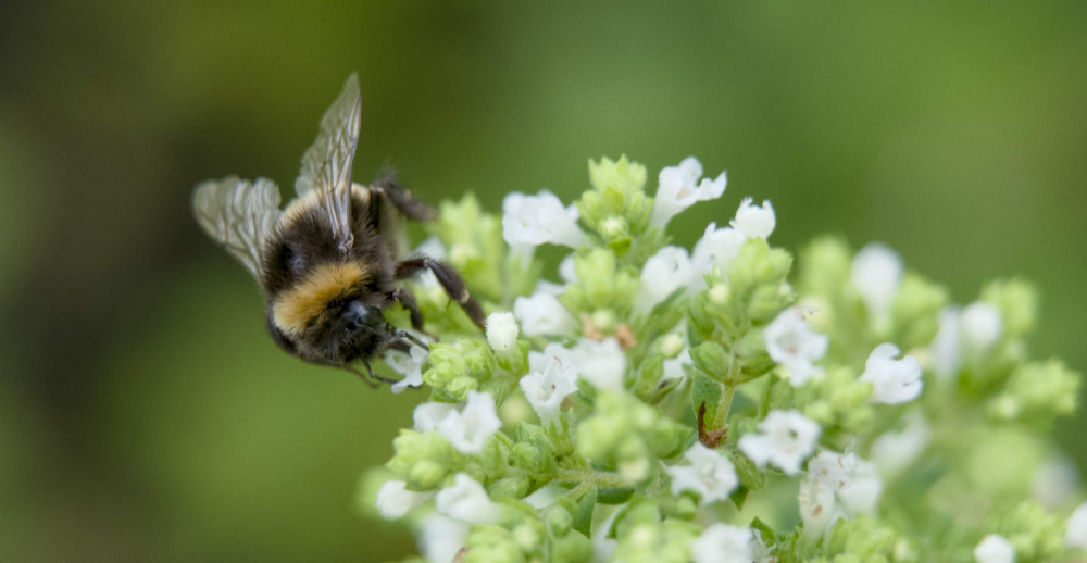 The joy and frustration of extension tubes
