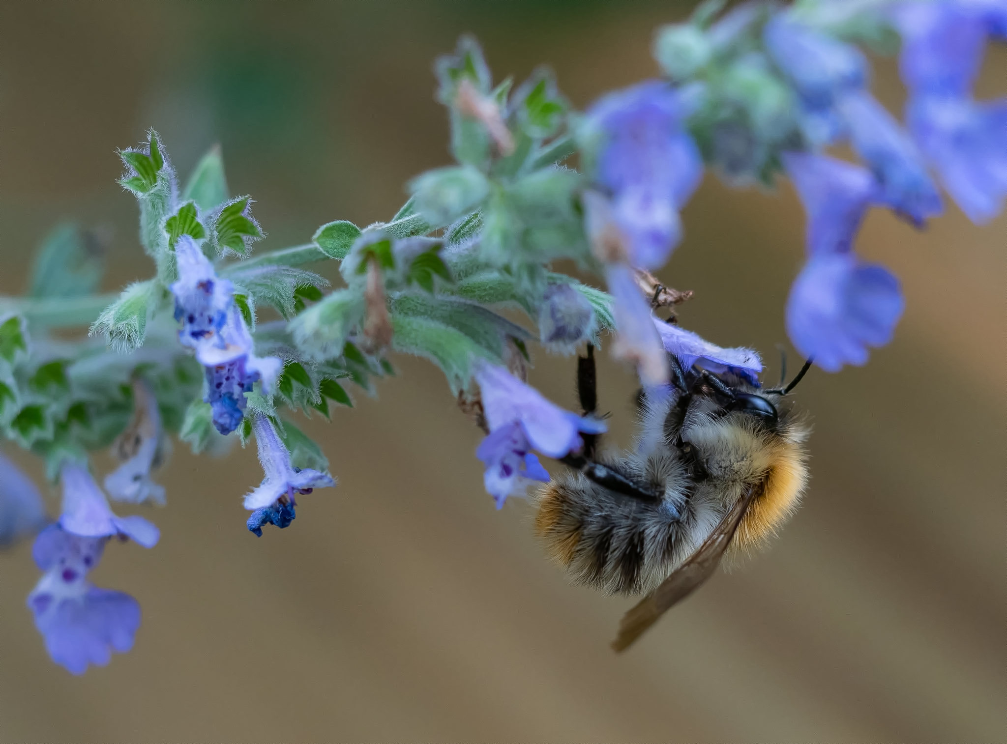 Susanne dot ie (this site)