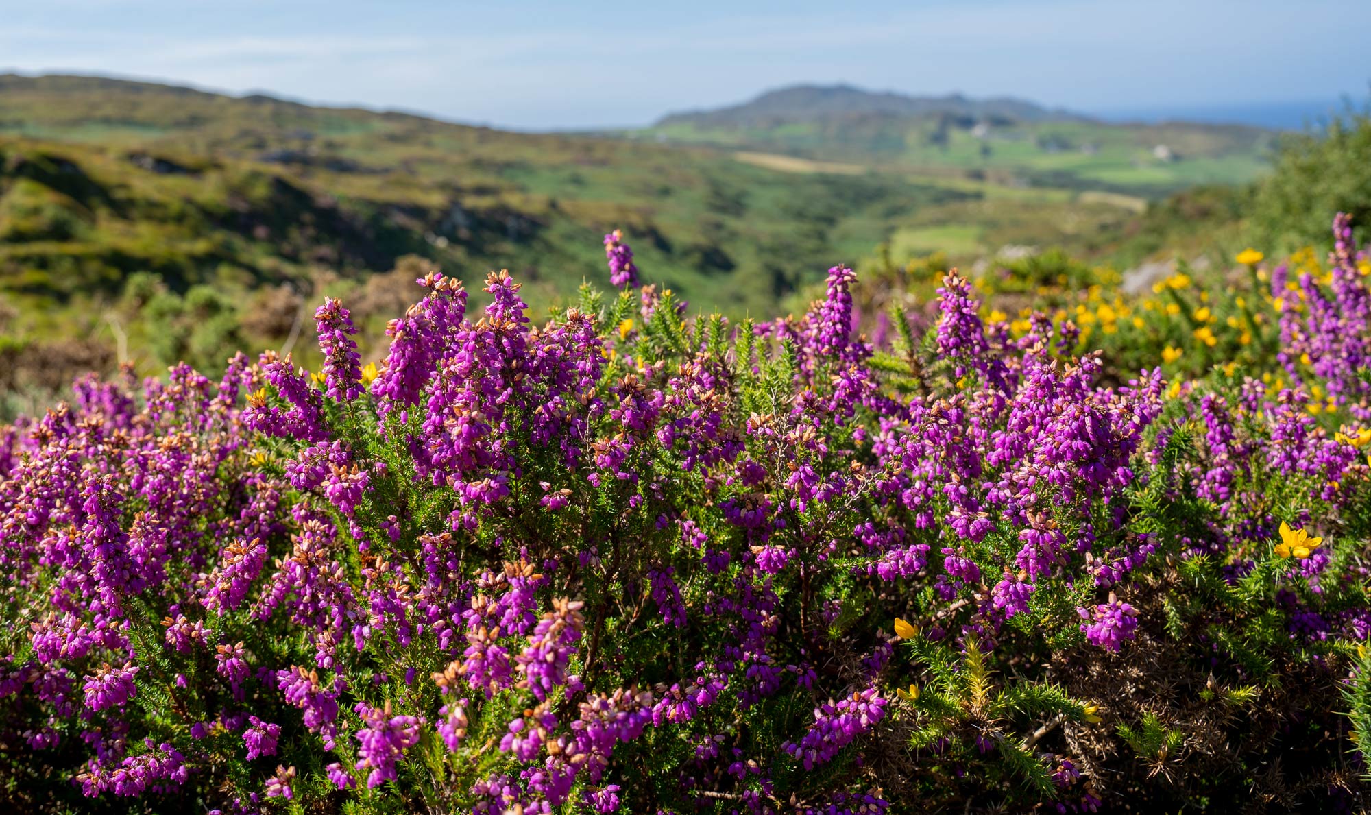 Sheep's head peninsula