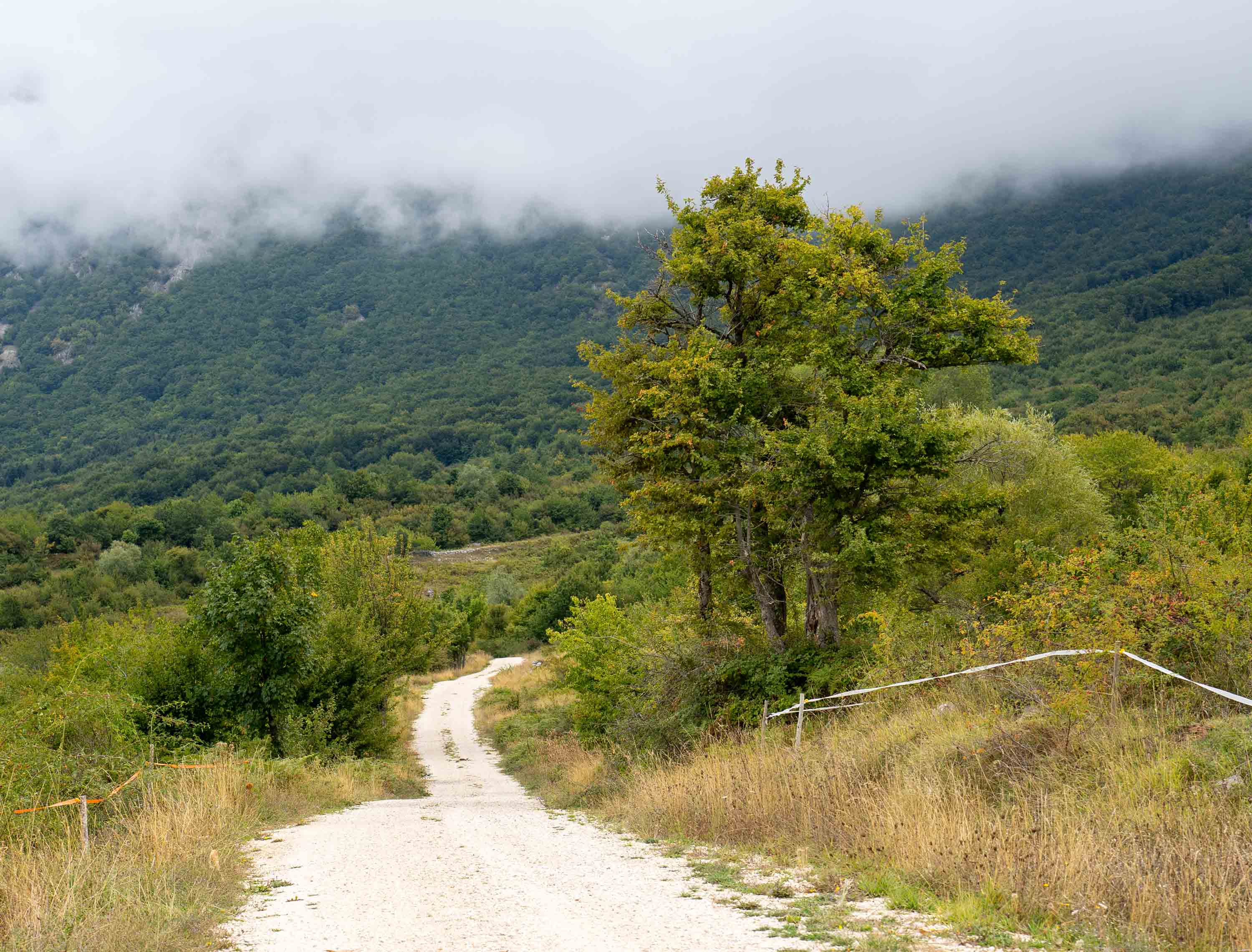 Bosco di Lama Bianca
