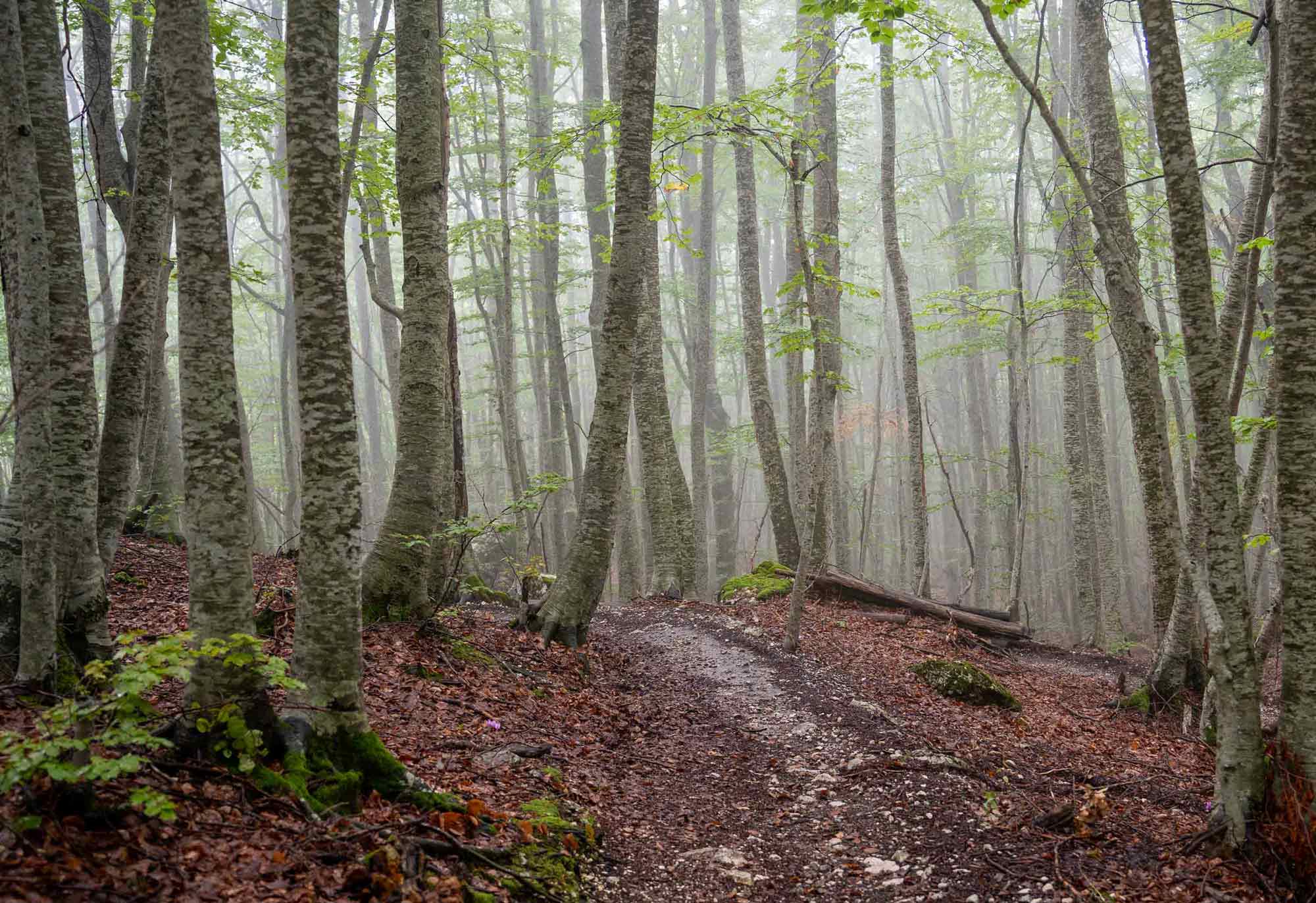 Bosco di Lama Bianca