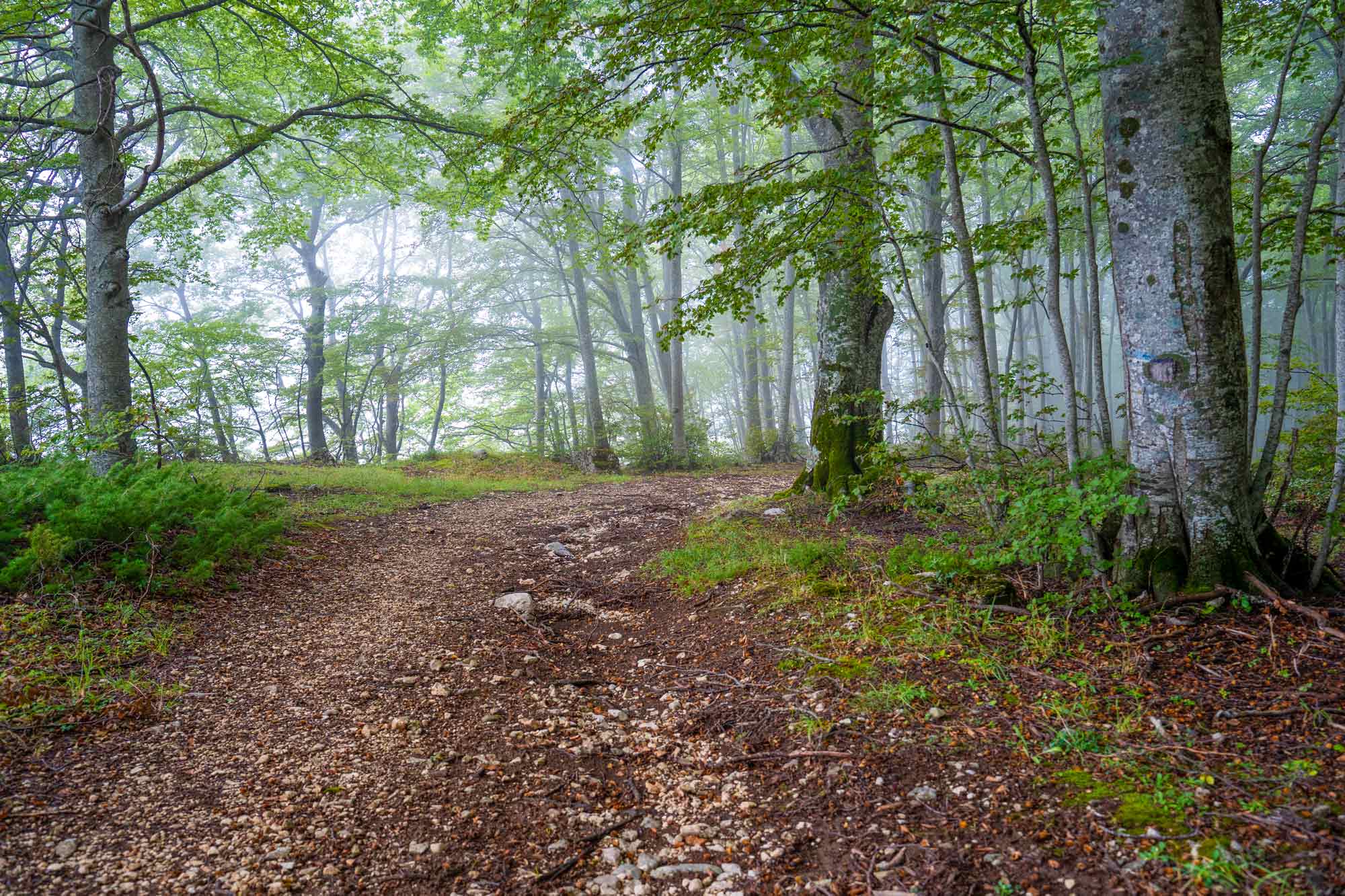 Bosco di Lama Bianca