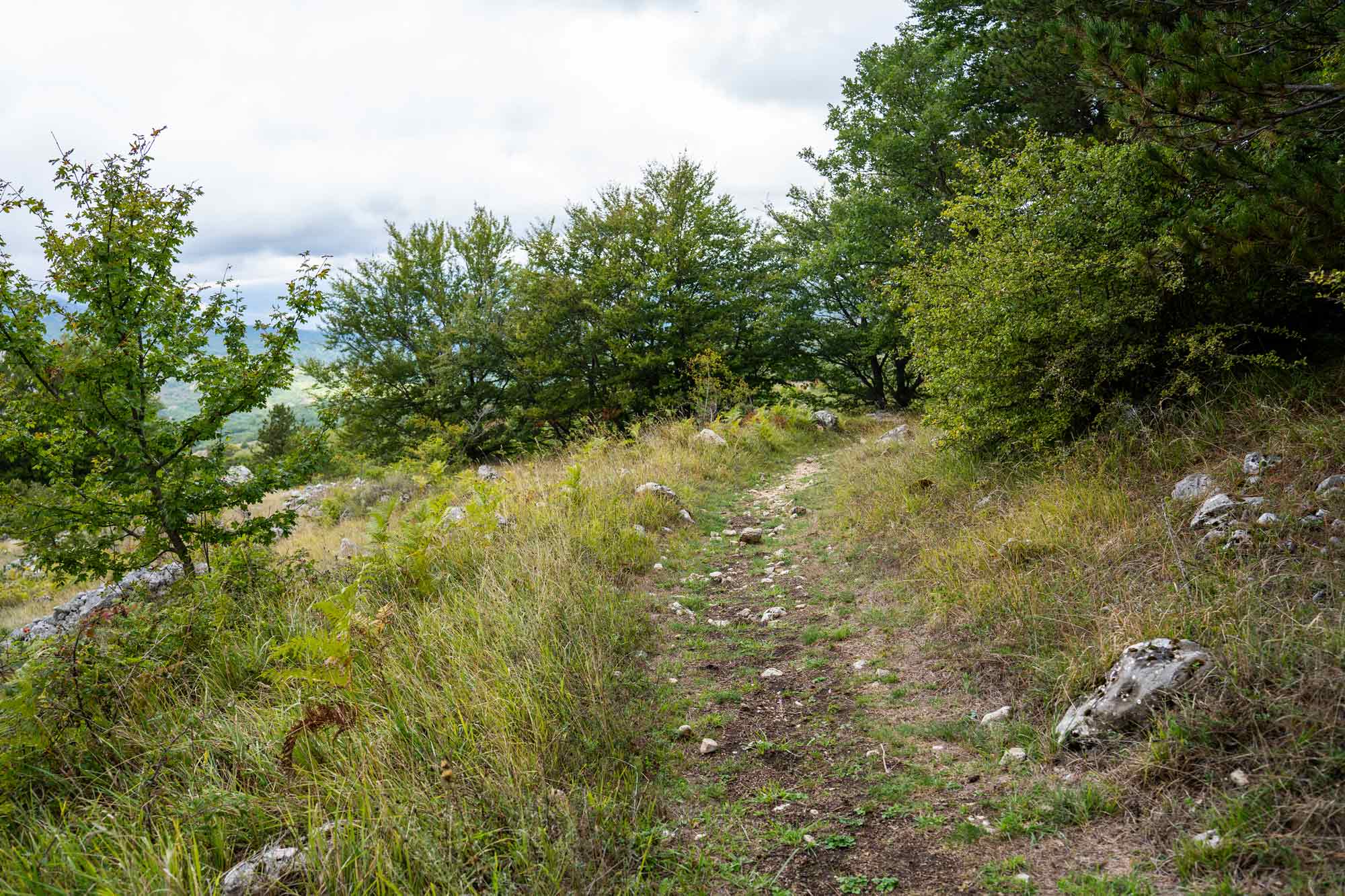 Bosco di Lama Bianca