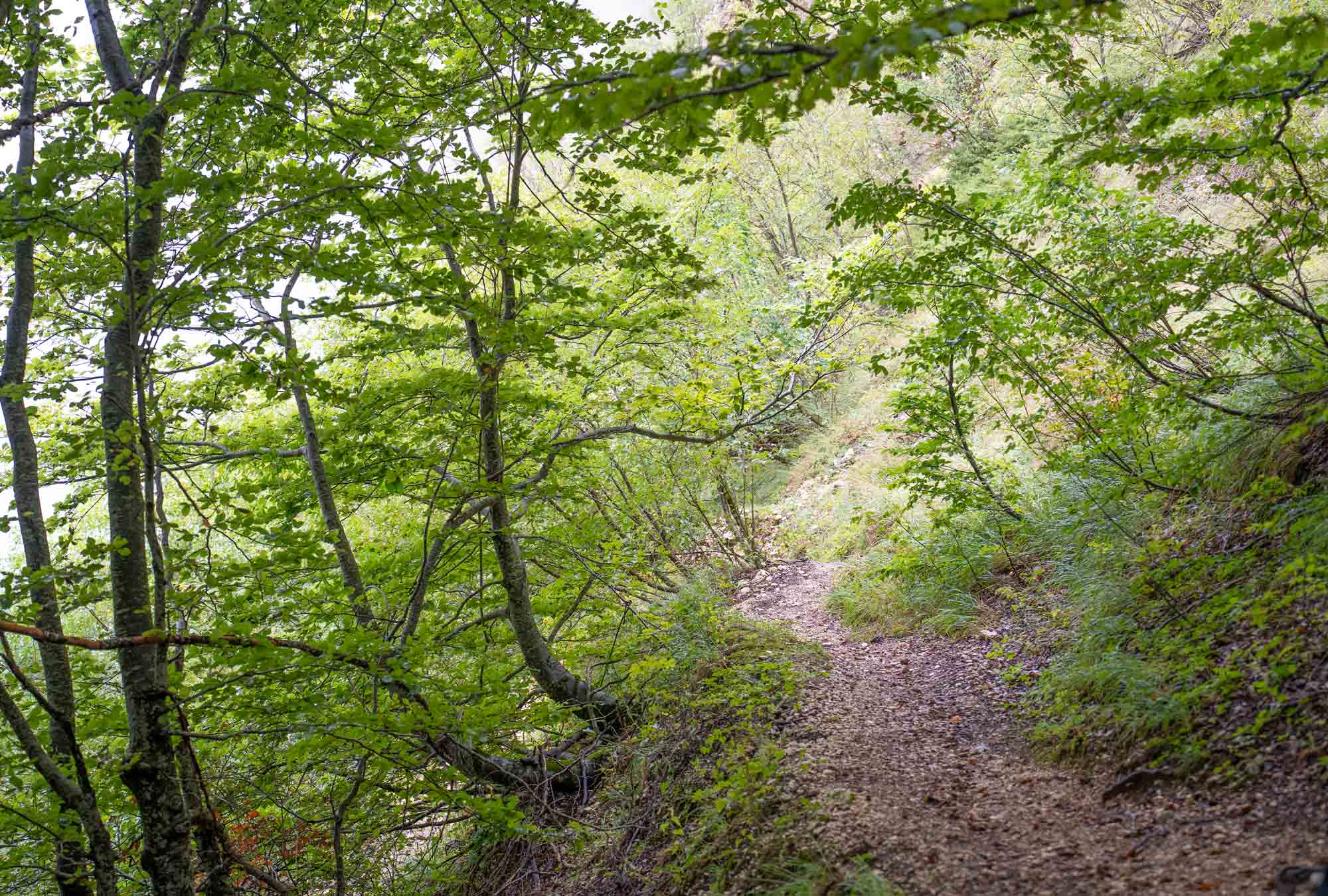 Bosco di Lama Bianca