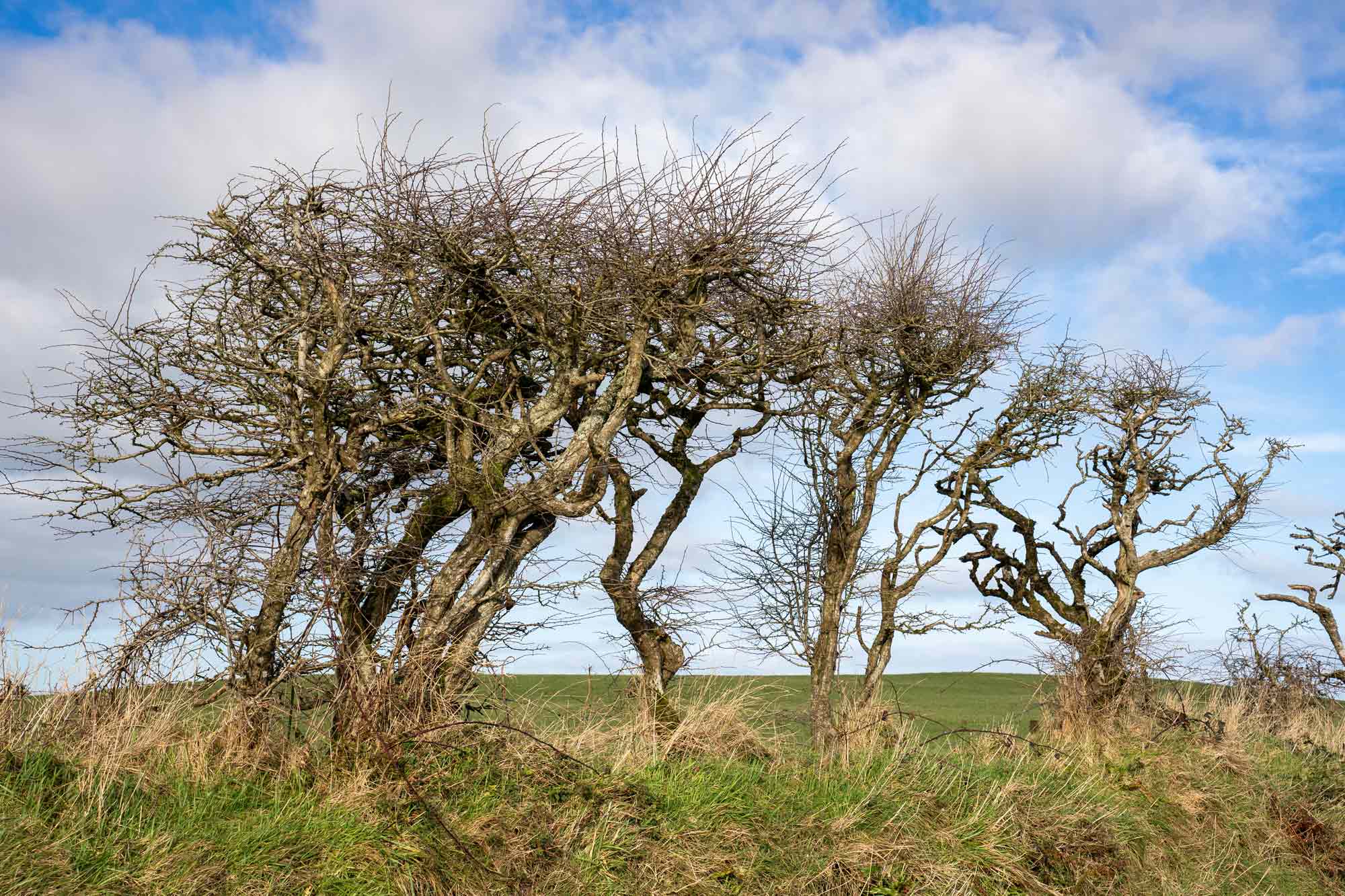West Cork