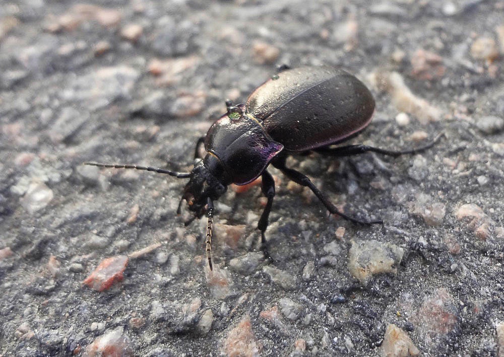 insect