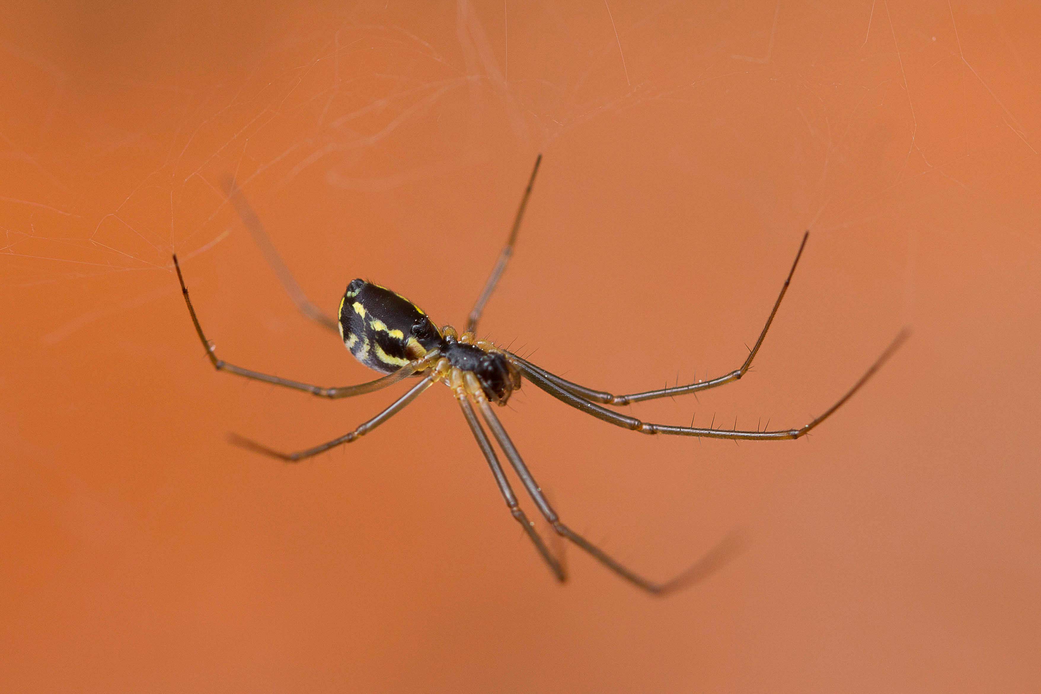 Neriene Litigiosa