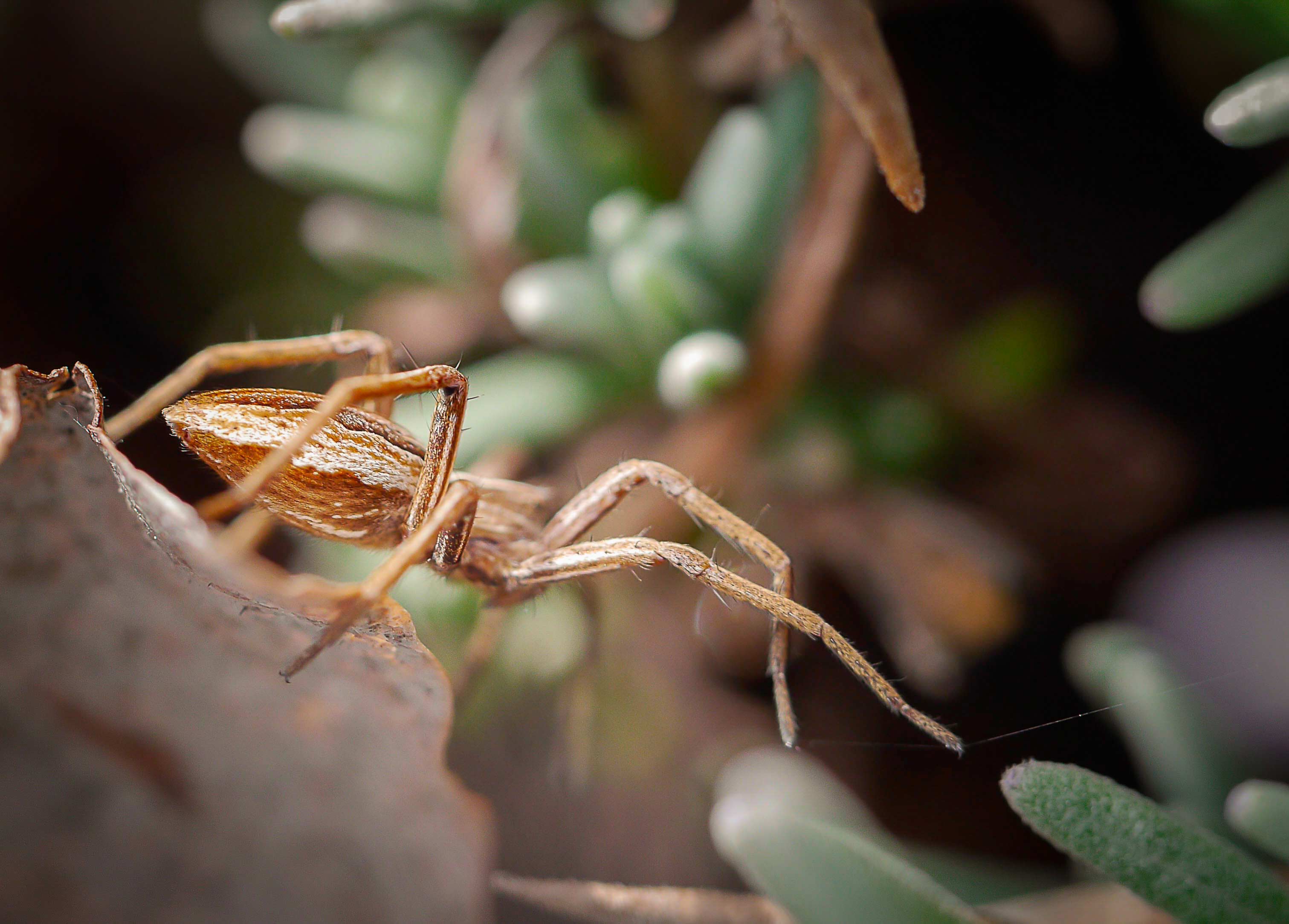 Pisaura Mirabilis