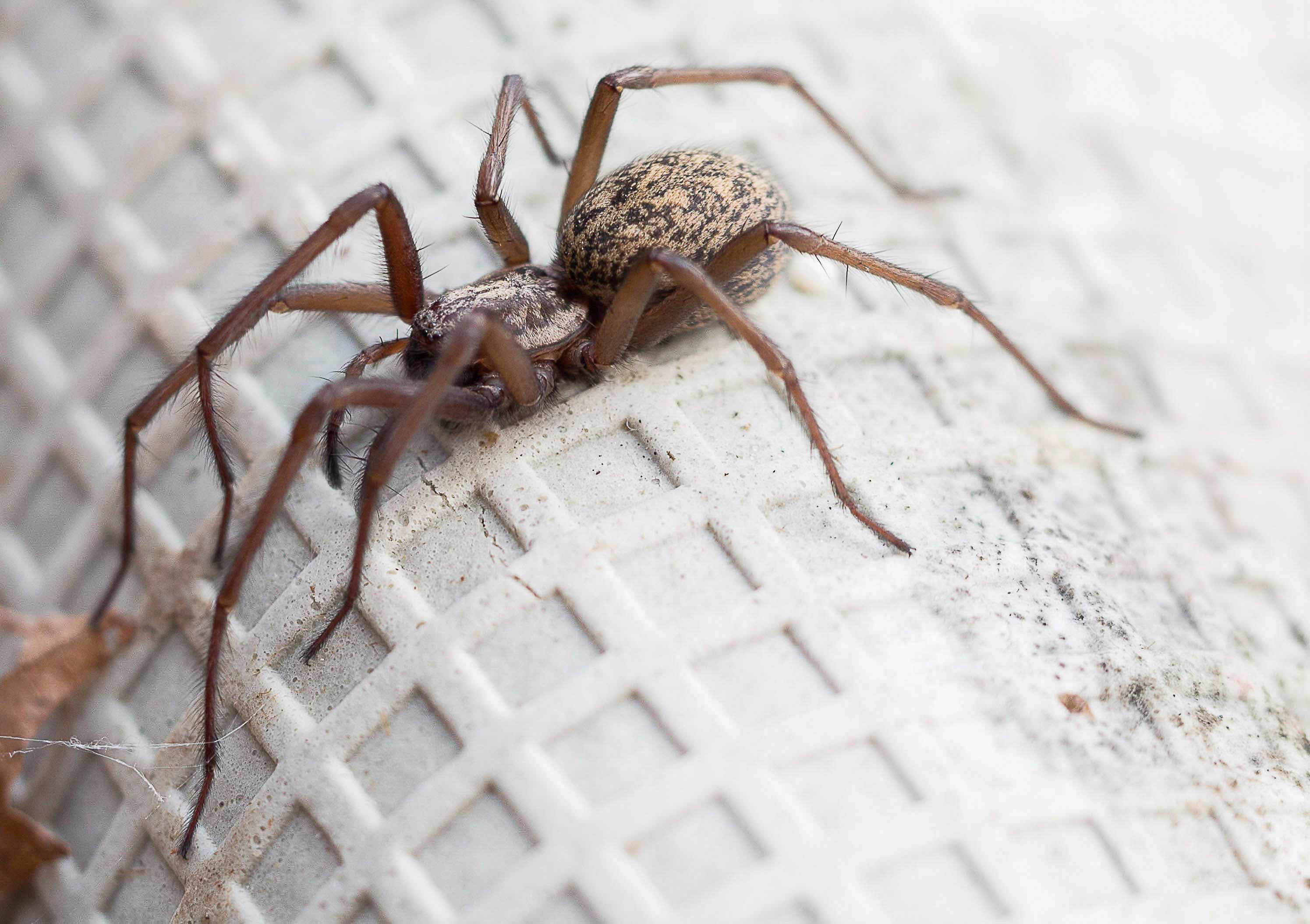 Eratigena Atrica