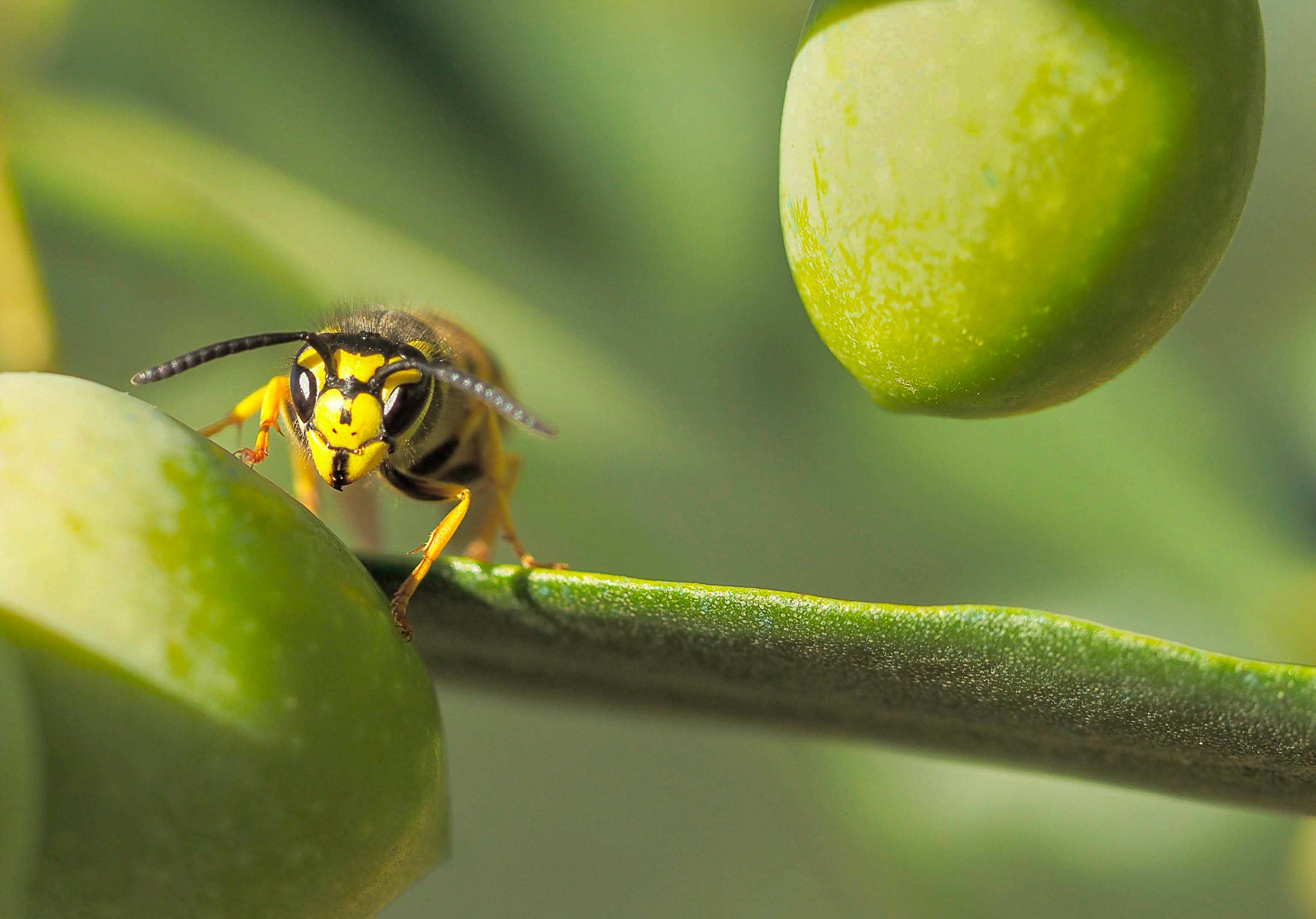 Insect on olive