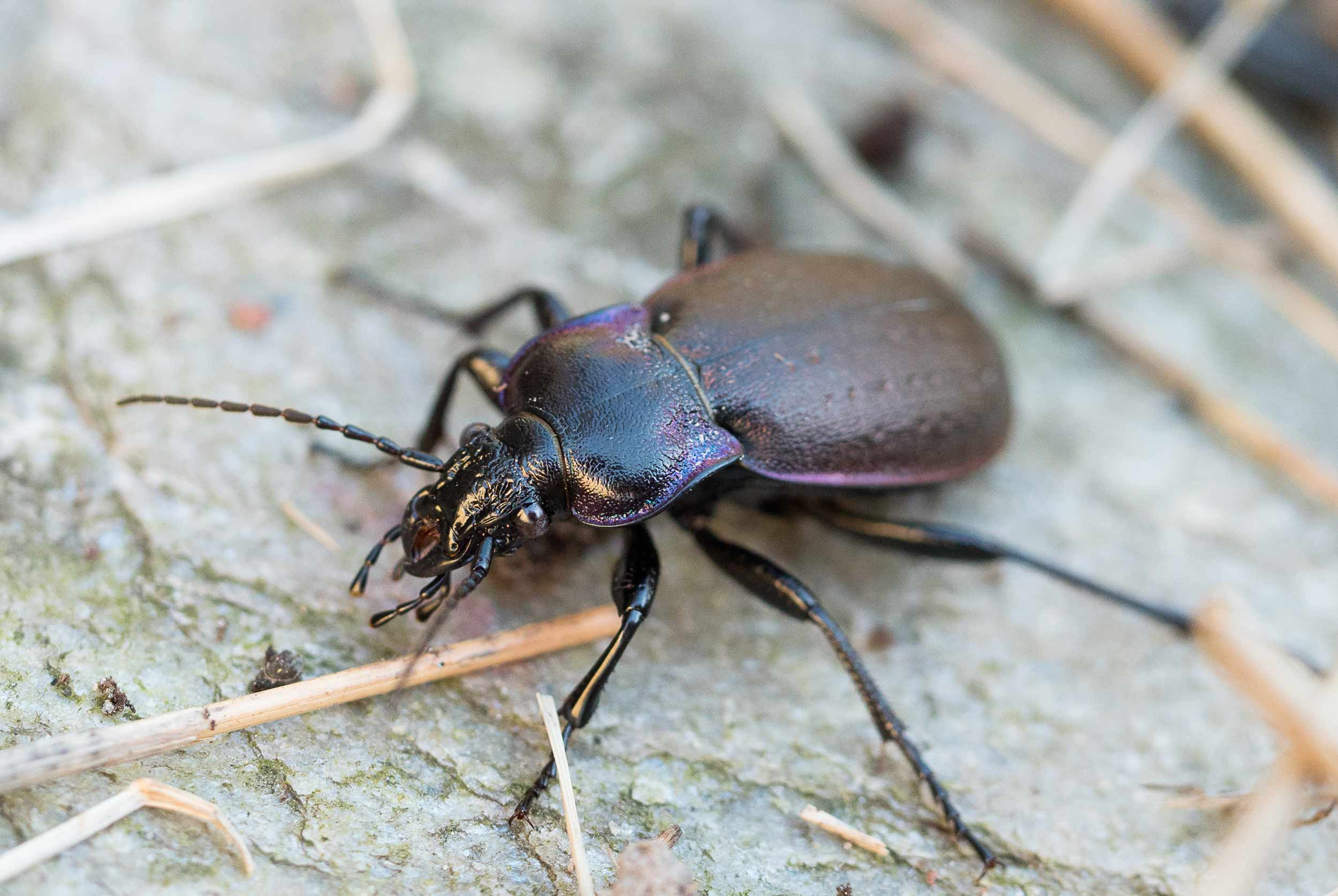 Bug