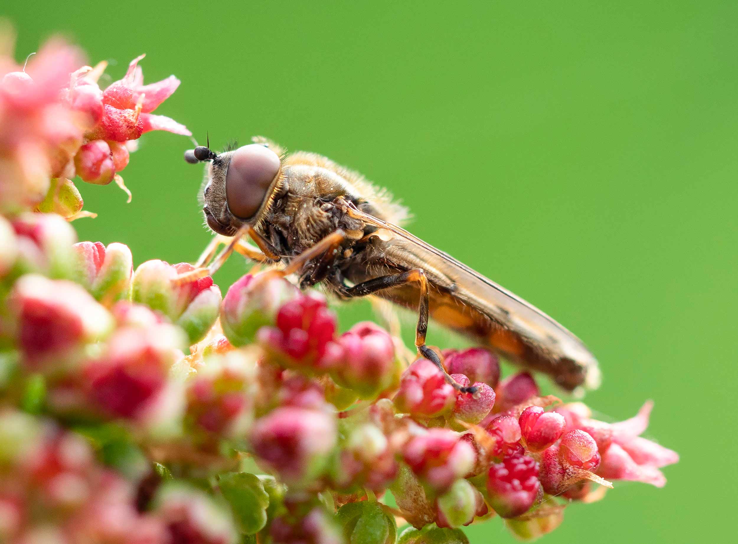 Hoverfly