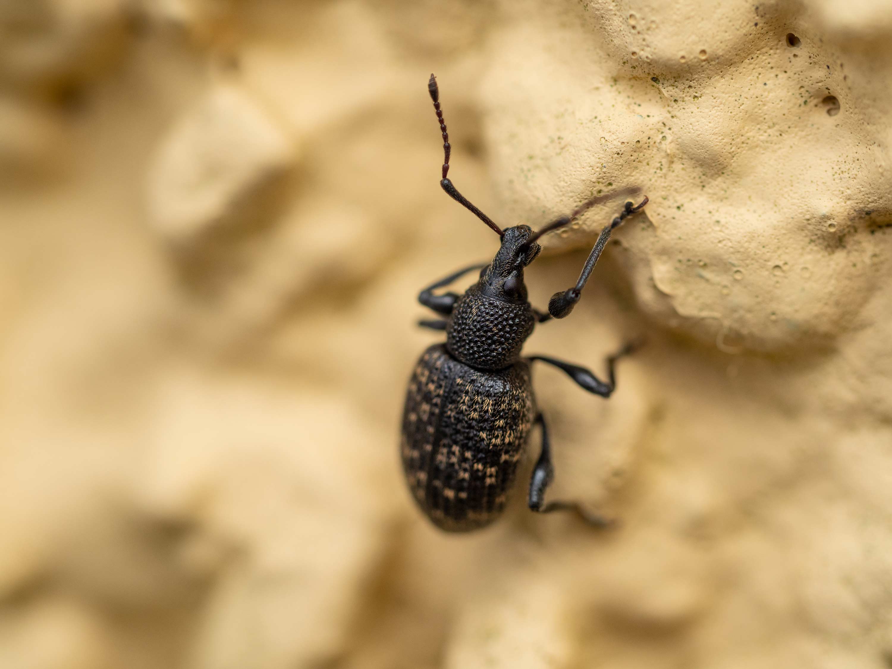 Insect