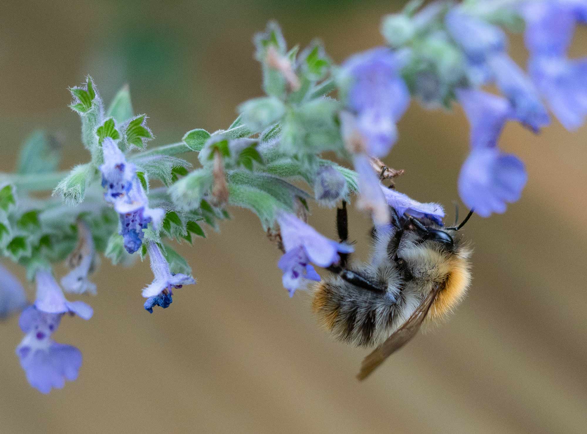 Carderbee