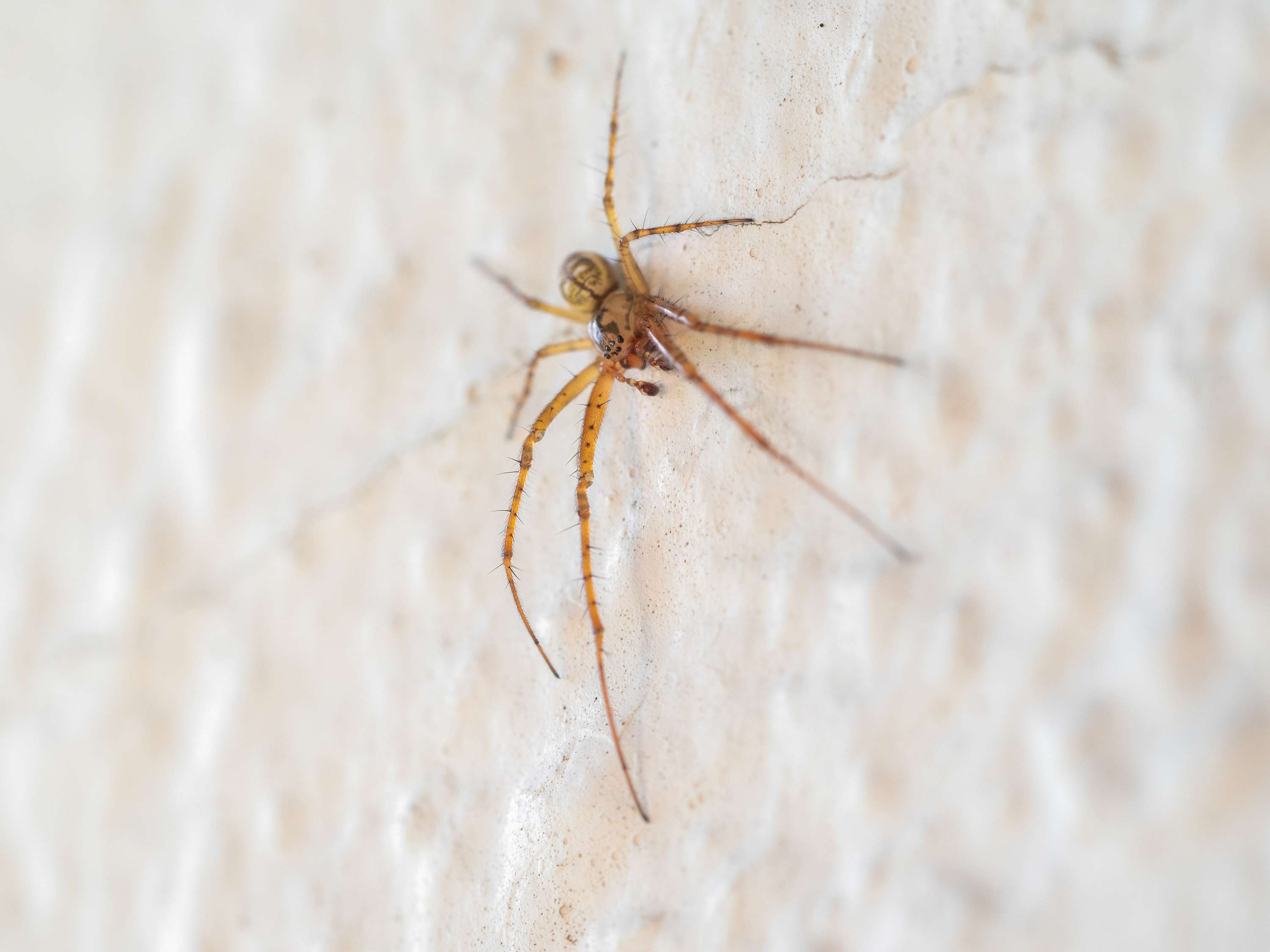 Metellina Segmentata