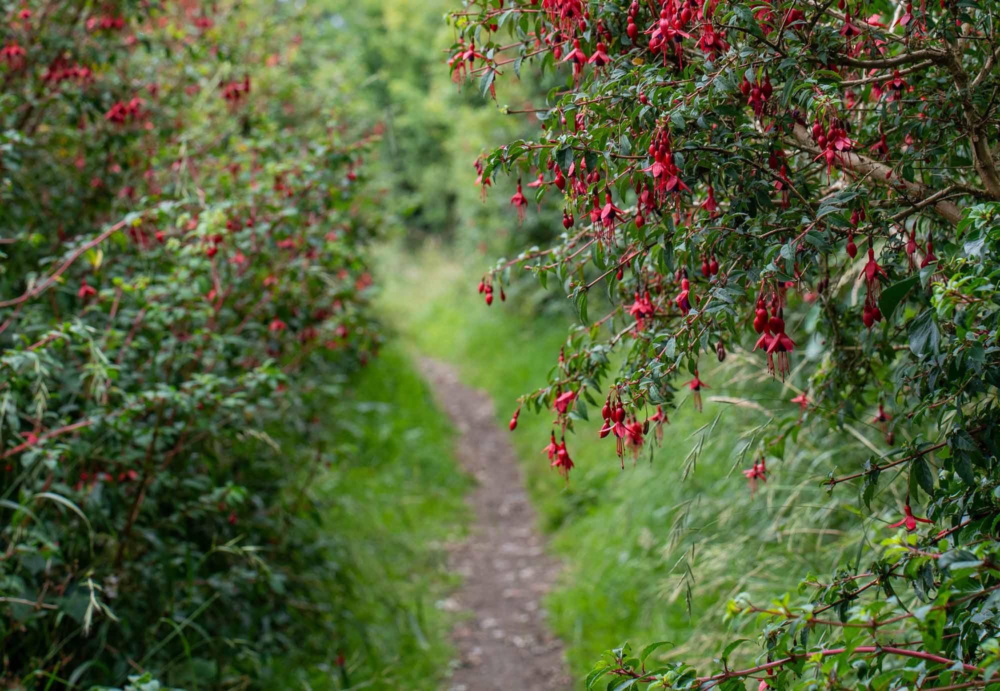 West Cork