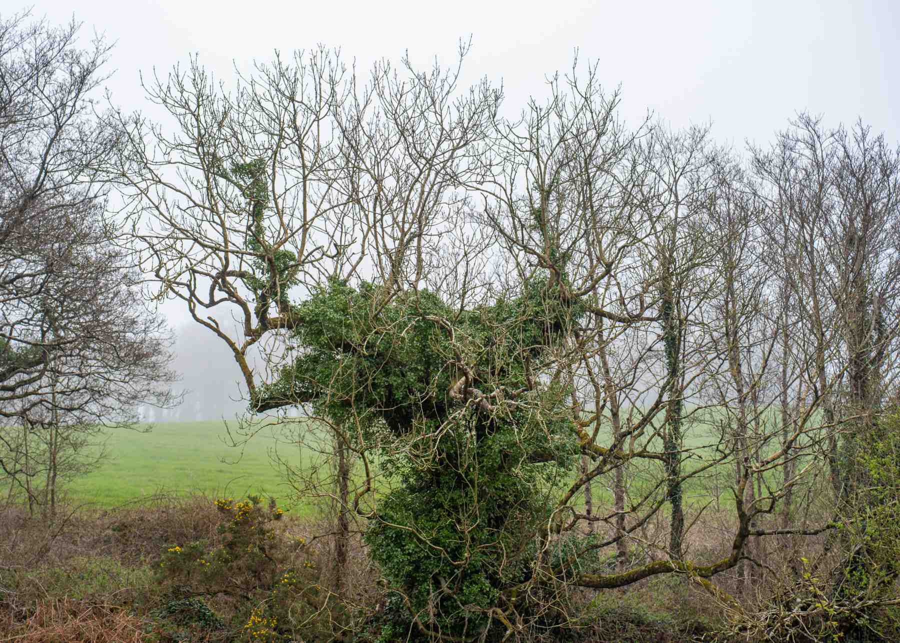 West Cork
