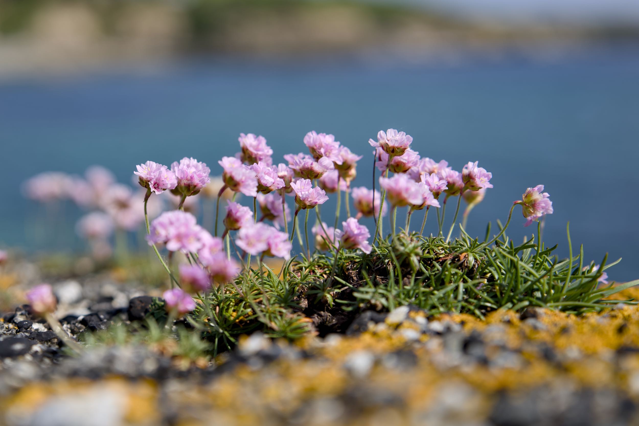 West Cork