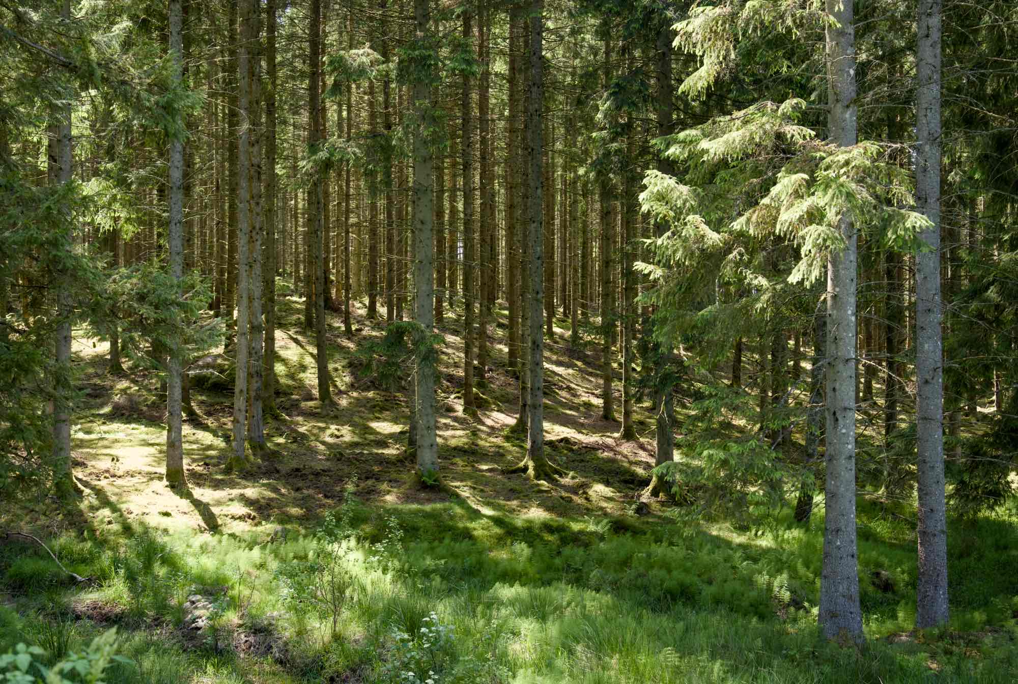 Forest