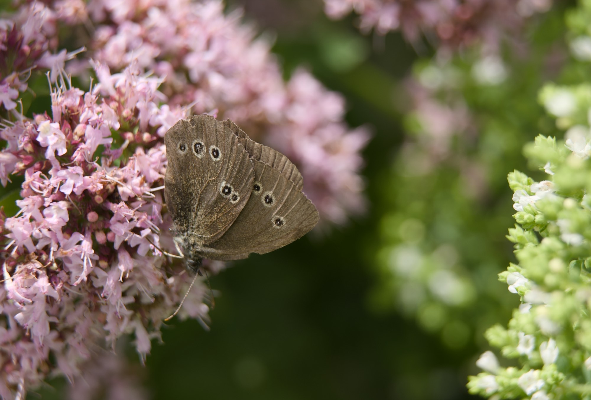 Extension tubes
