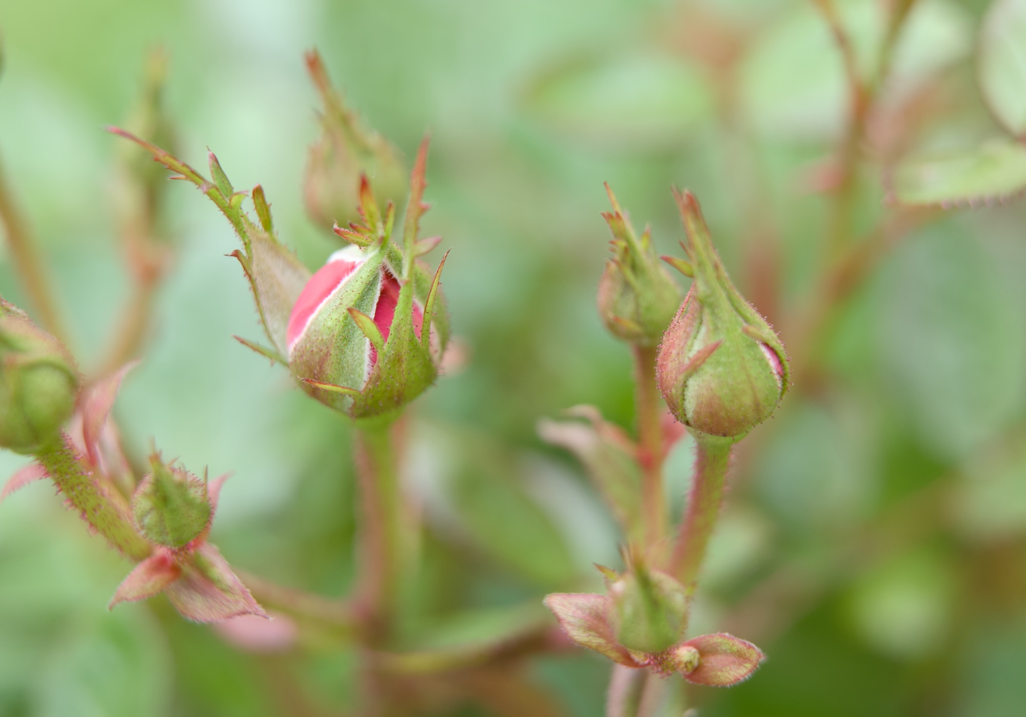 Extension tubes