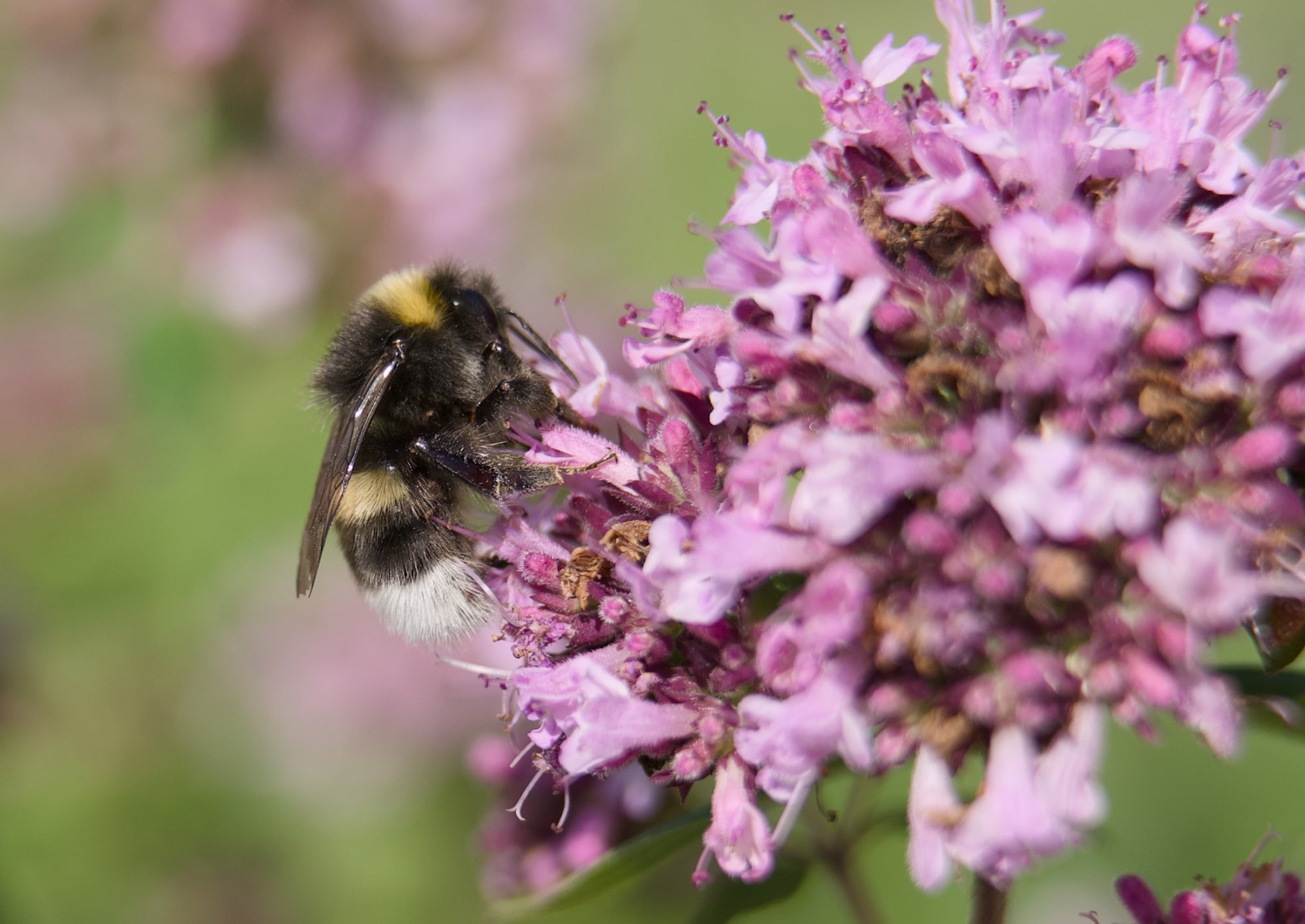 Extension tubes