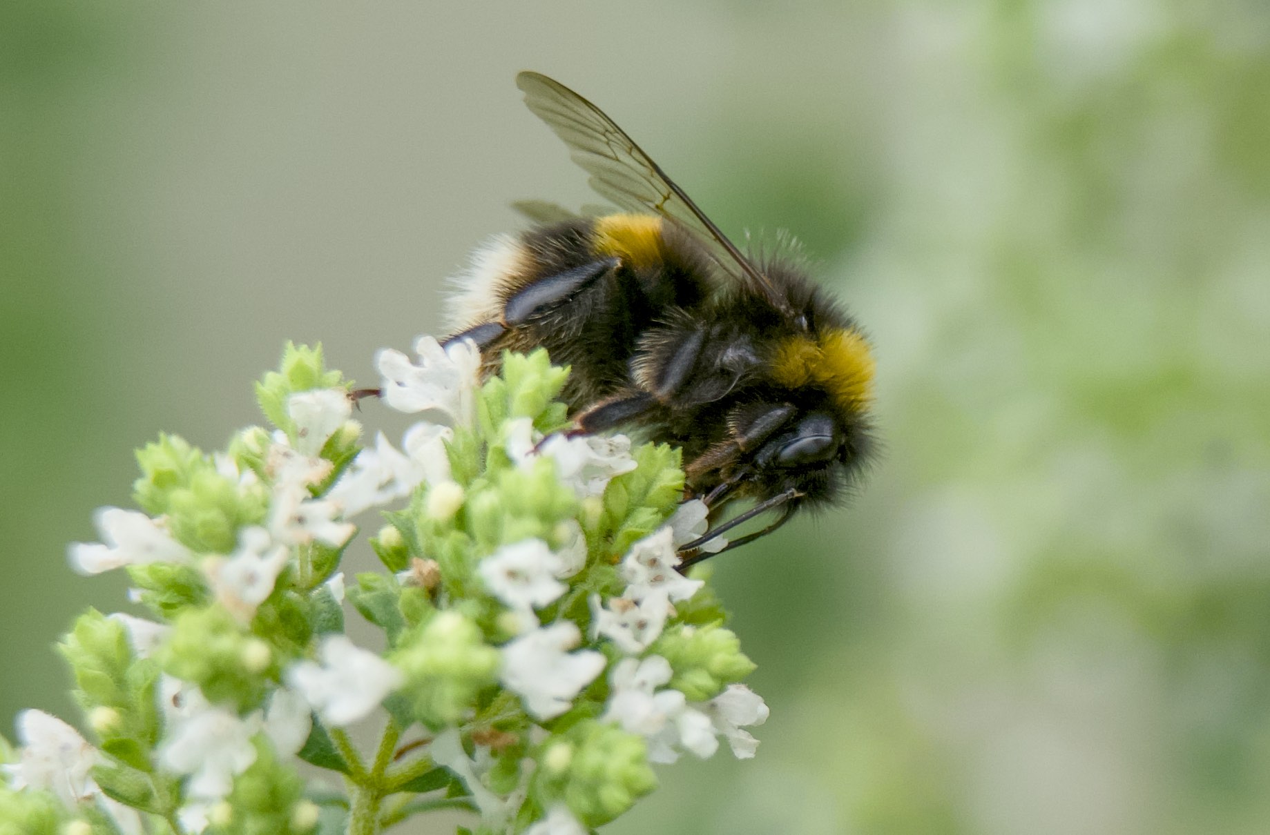 Macro photography