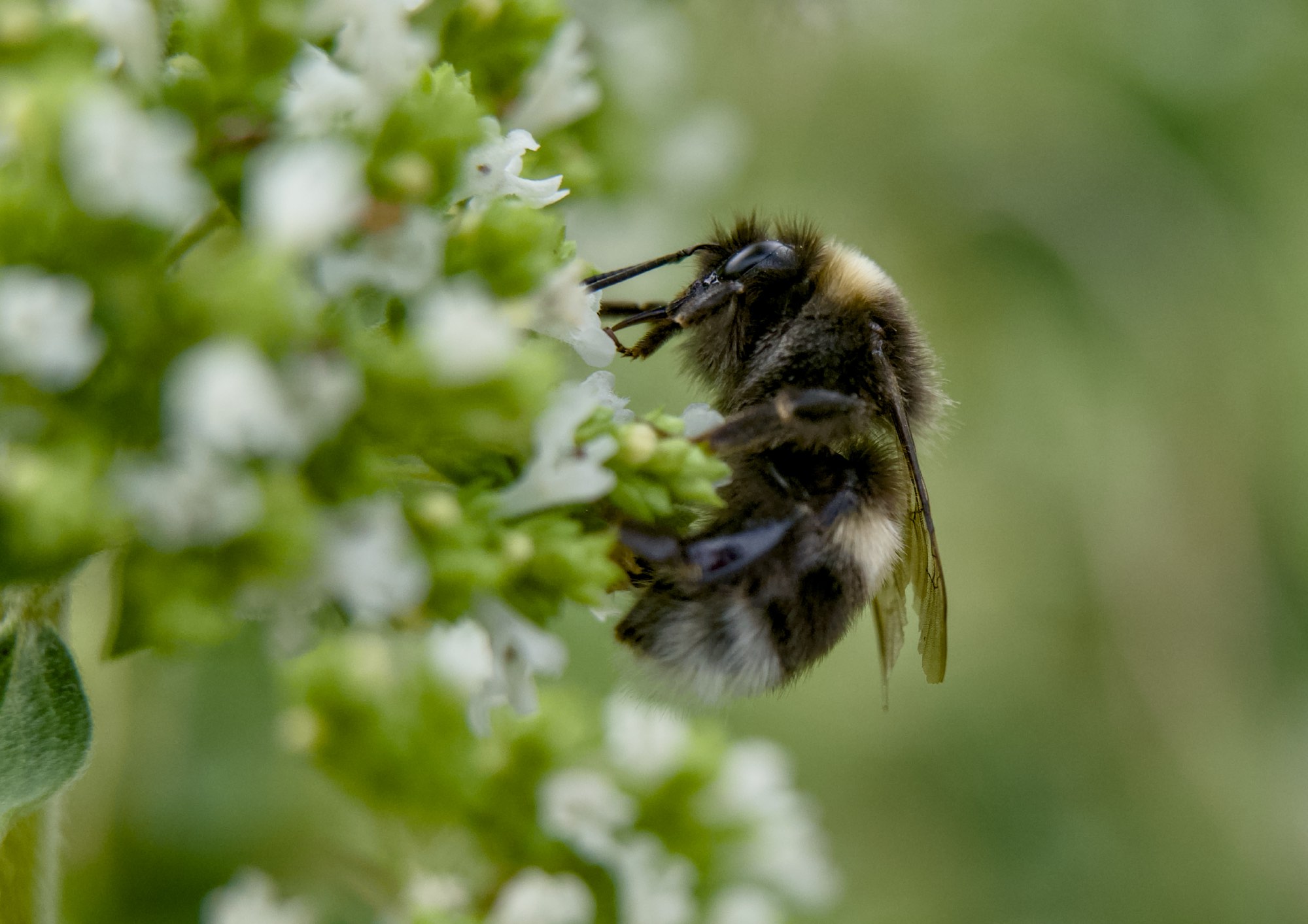 Extension tubes