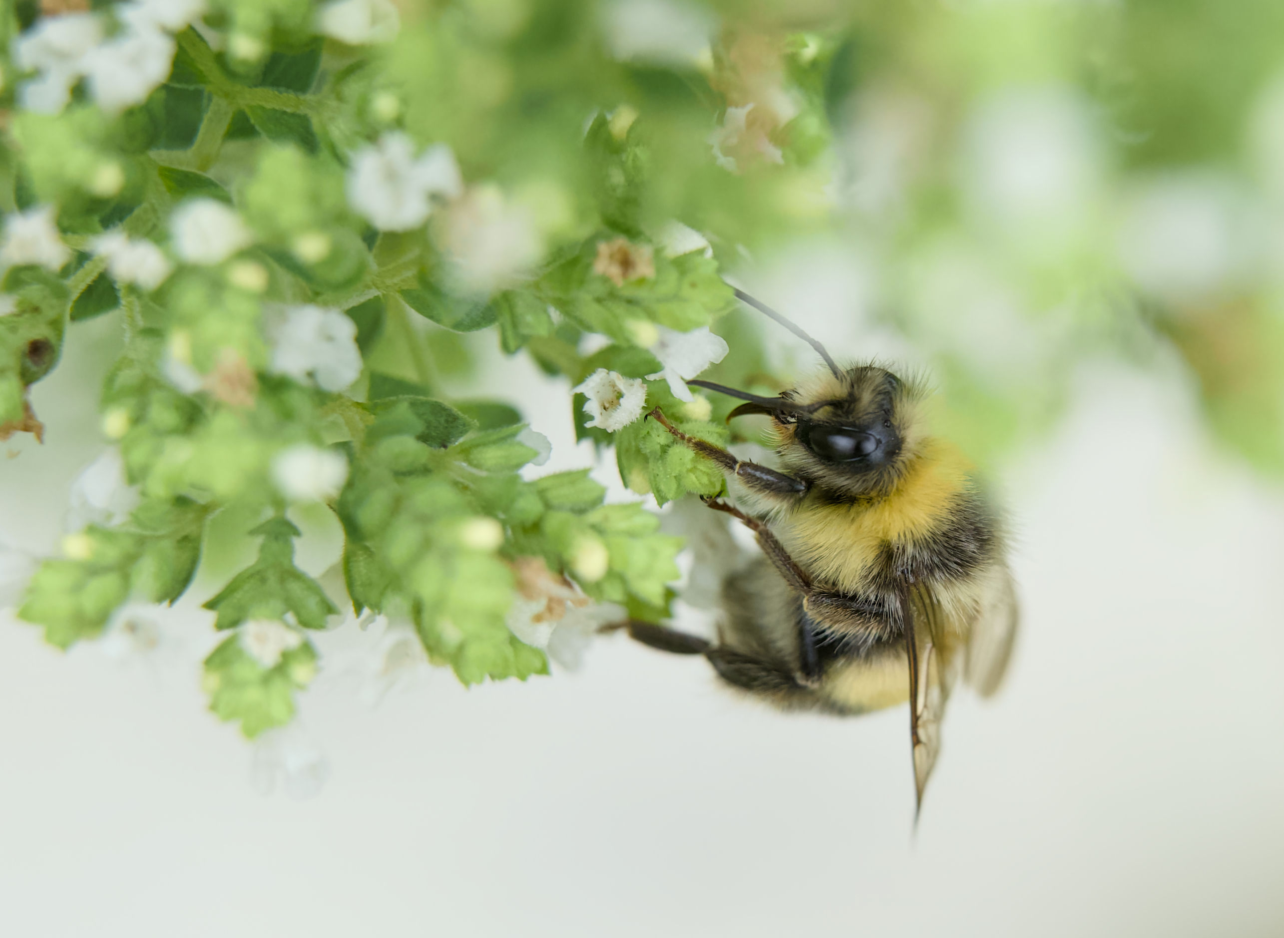 Extension tubes