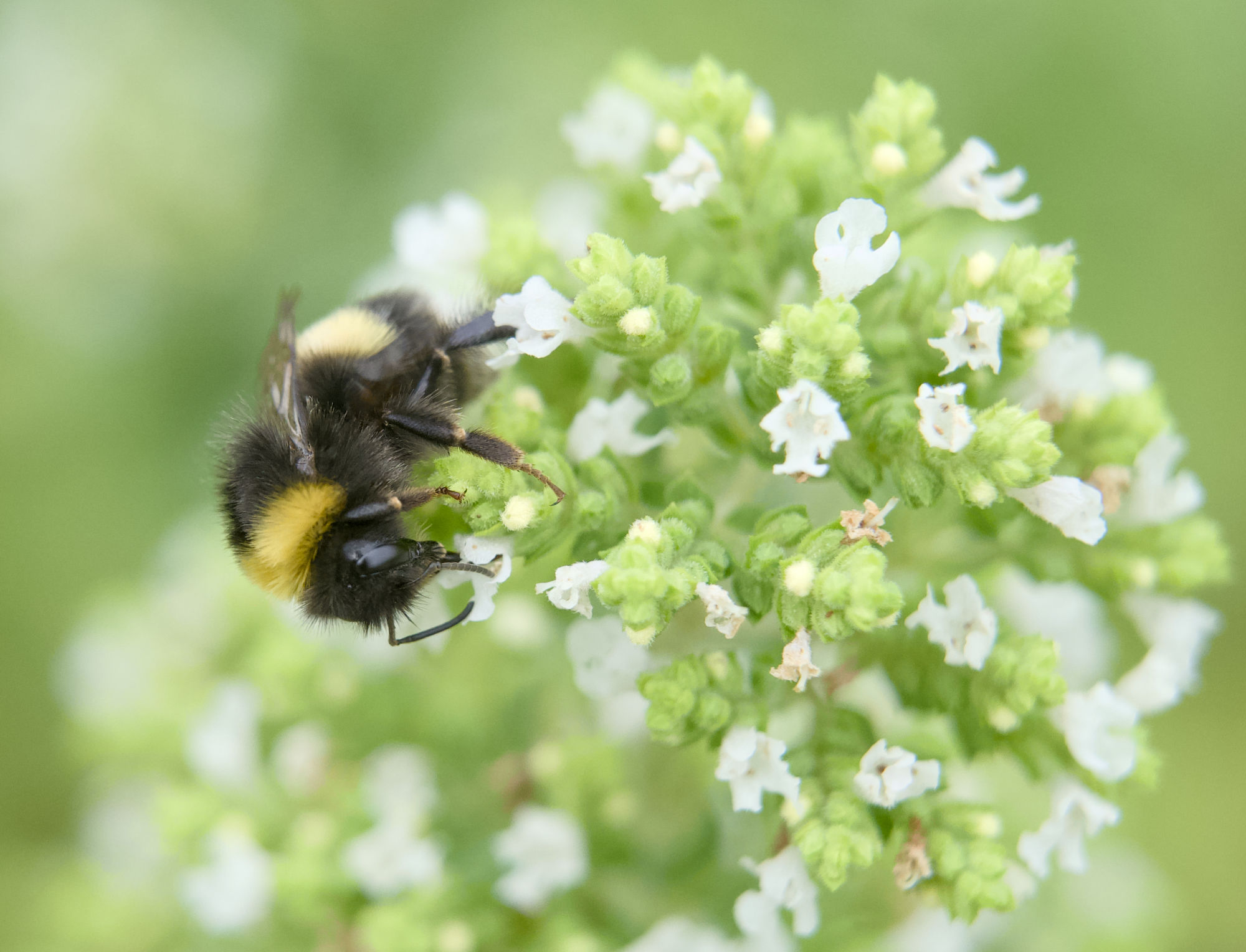 Extension tubes
