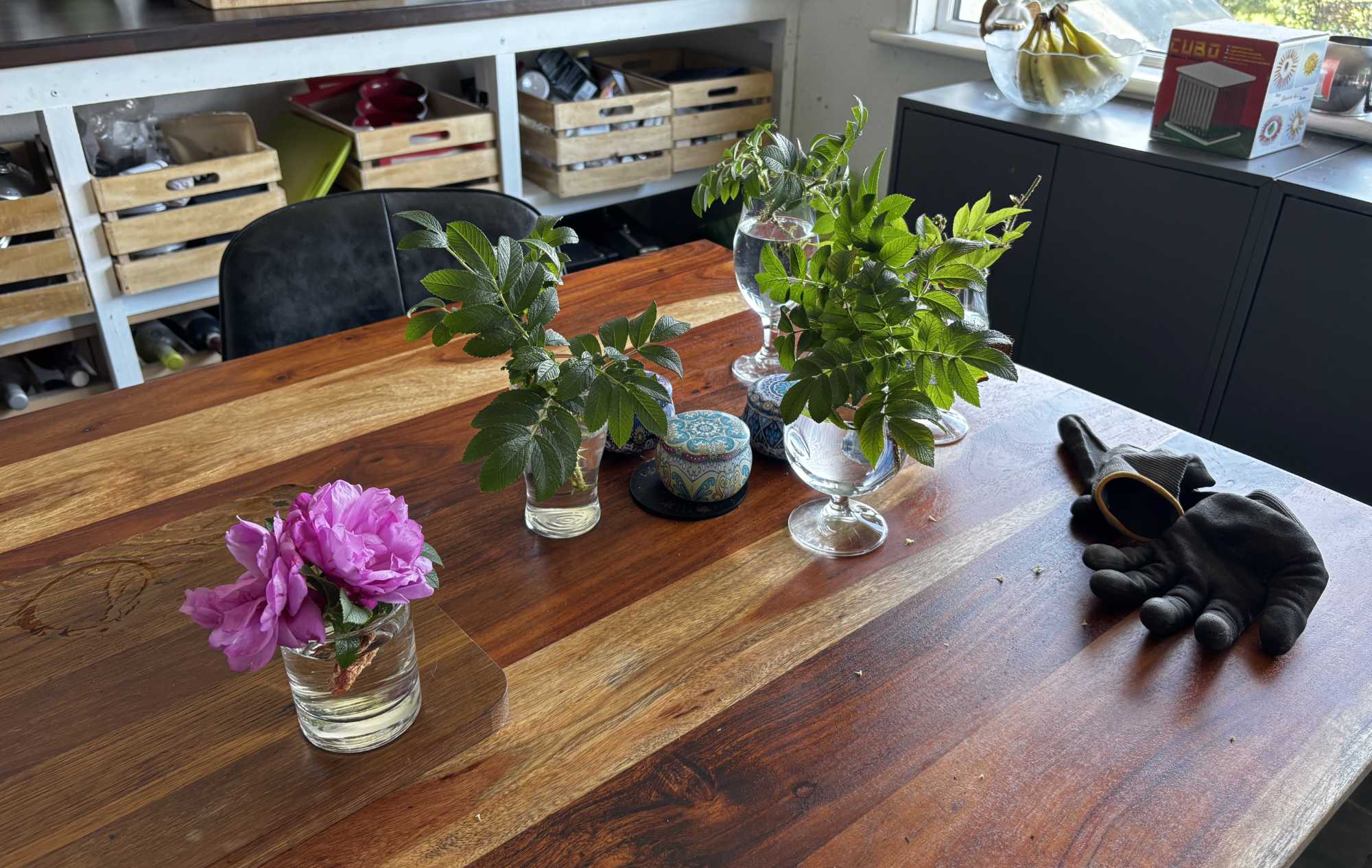 Rose cuttings