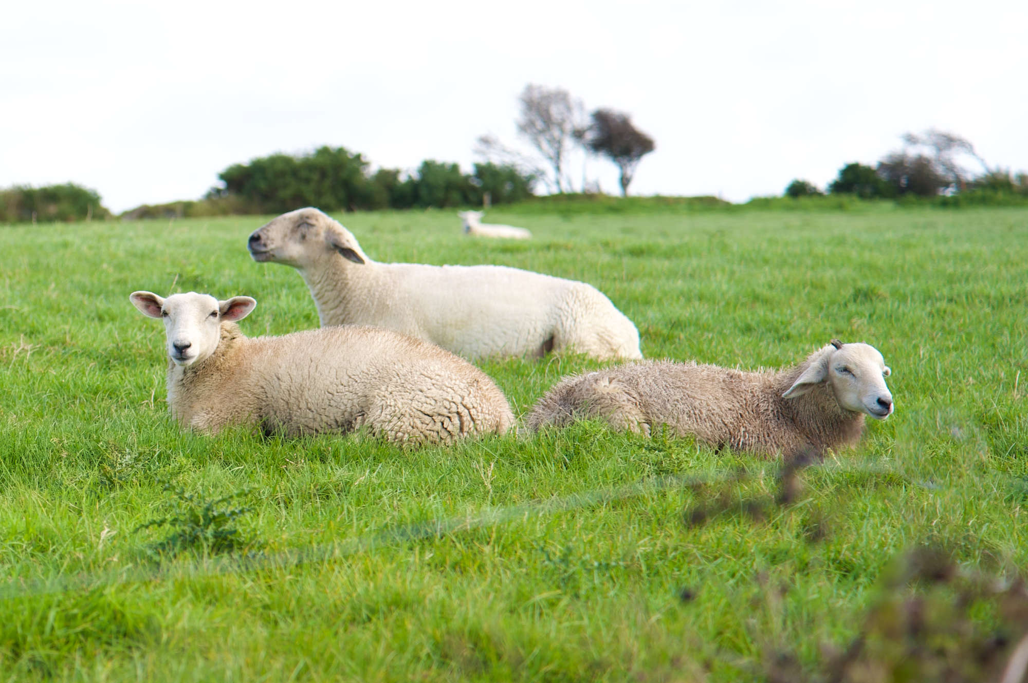 Sheep