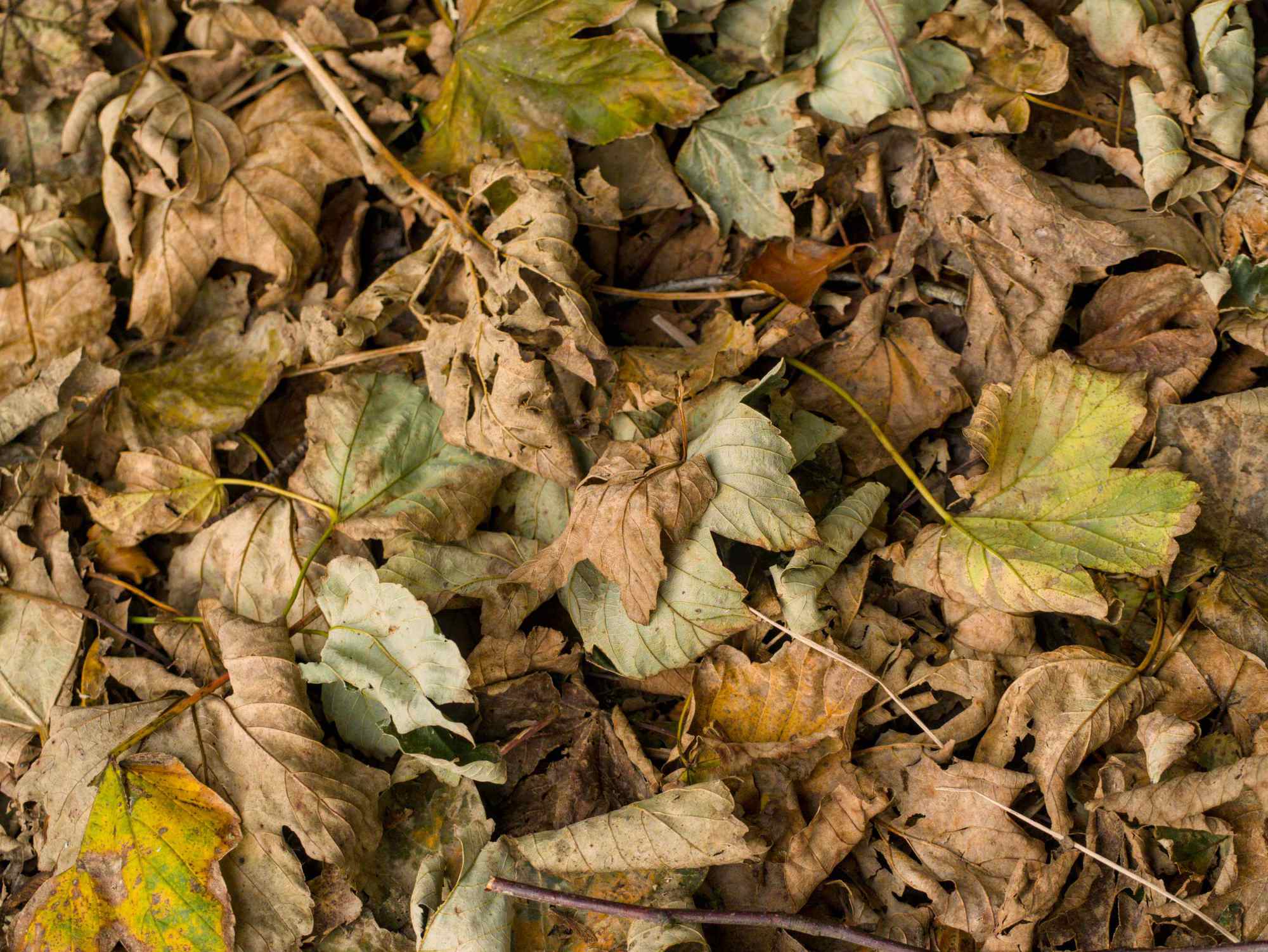 Autumn