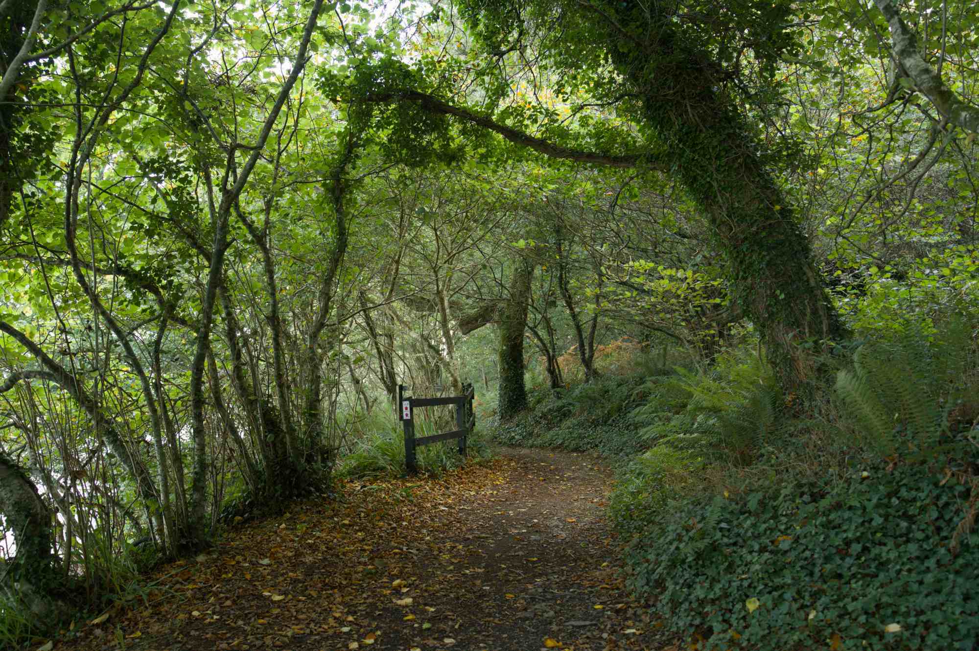 Courtmacsherry woods