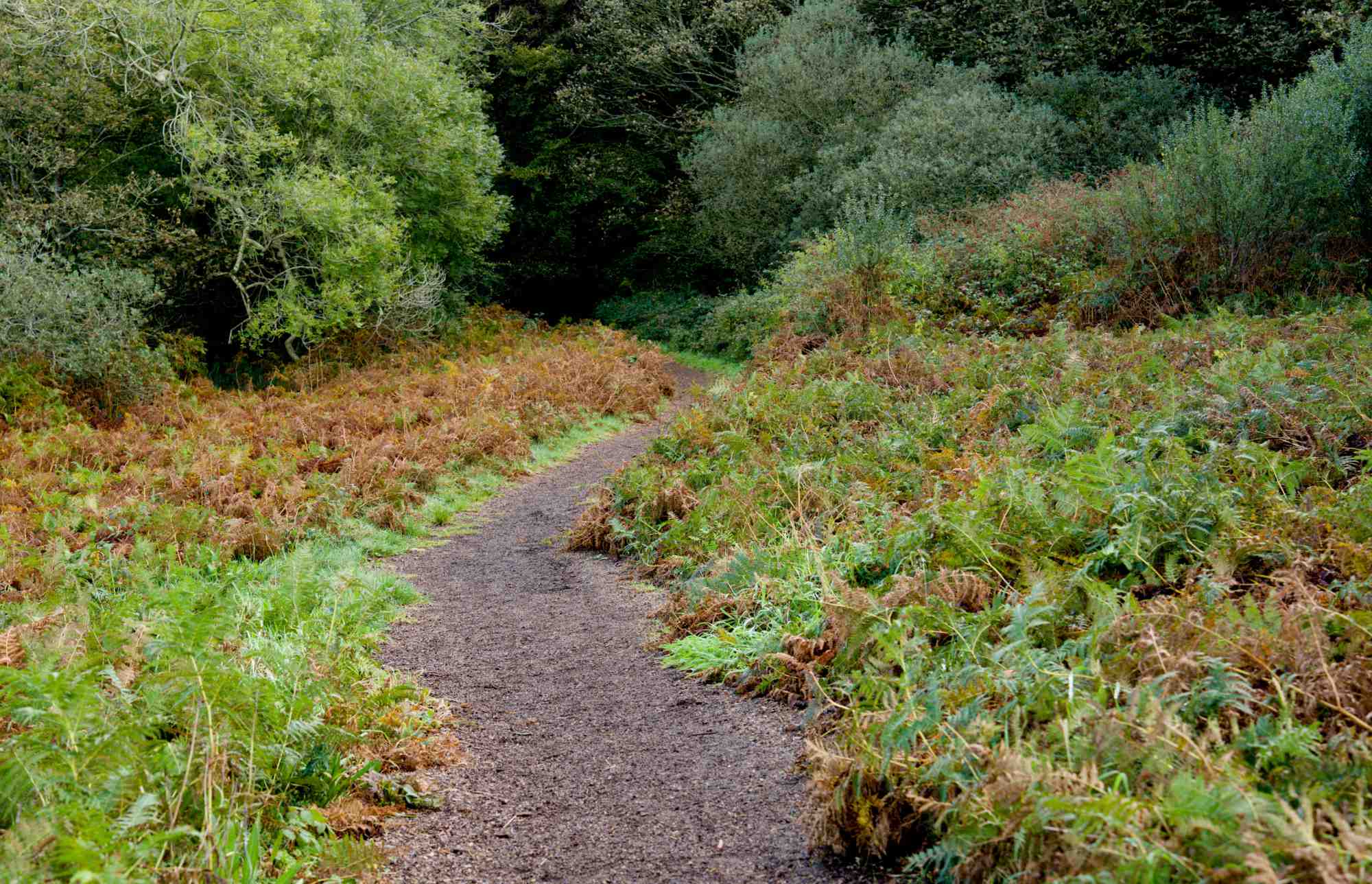 Courtmacsherry woods