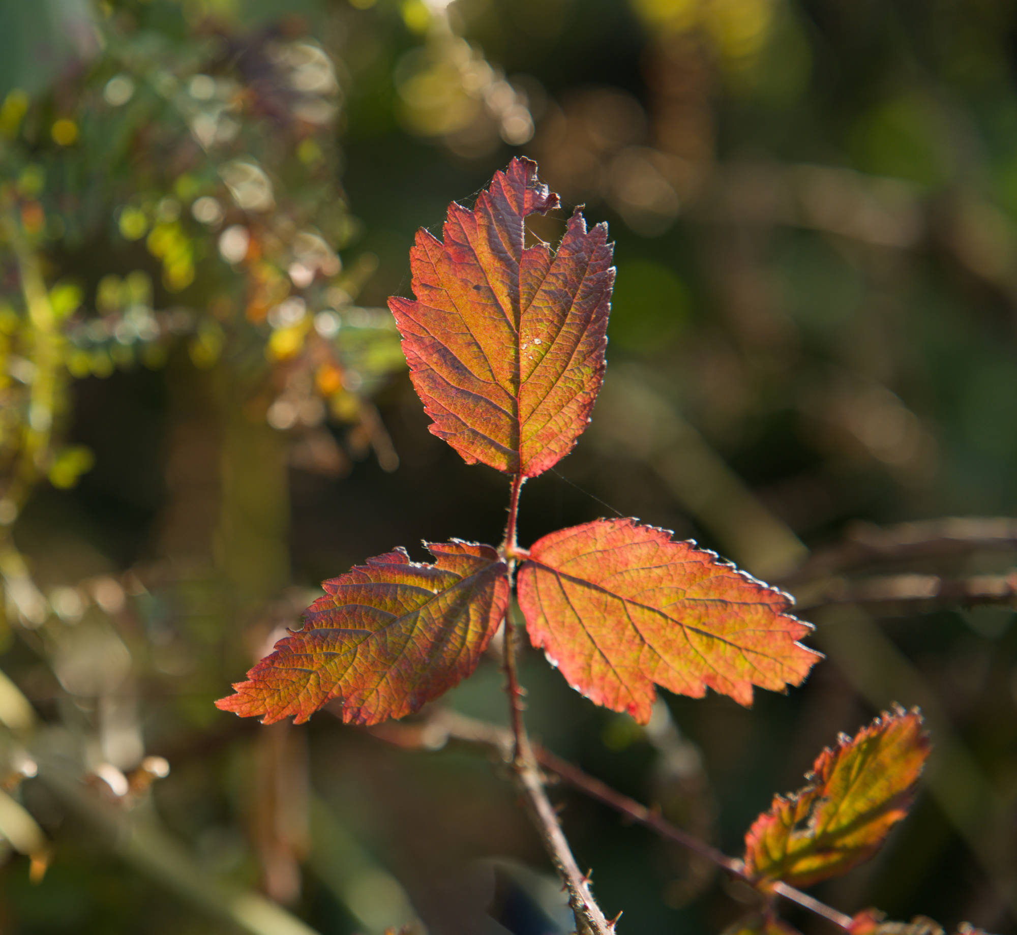 Autumn colours