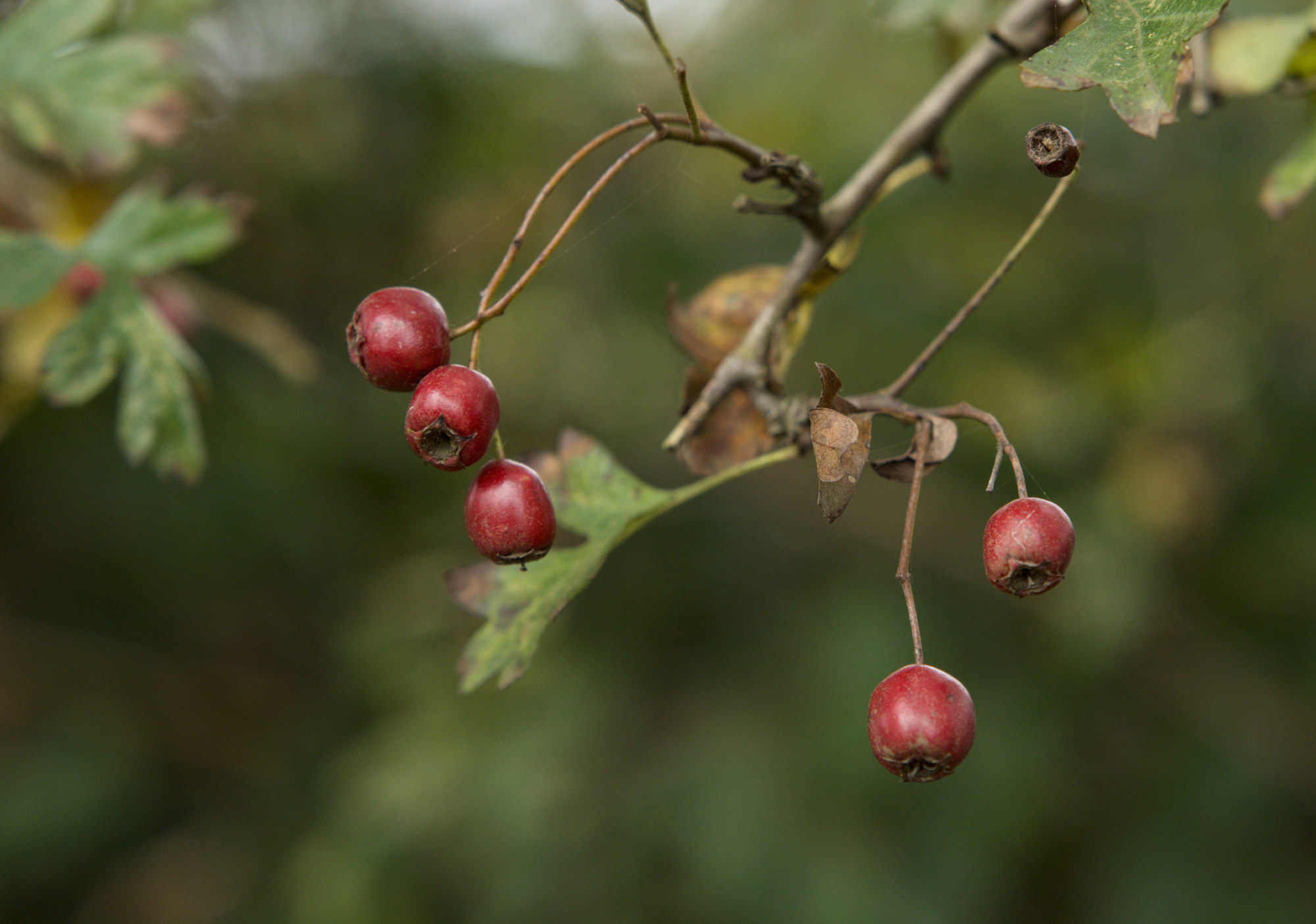 Hawthorn in autumn