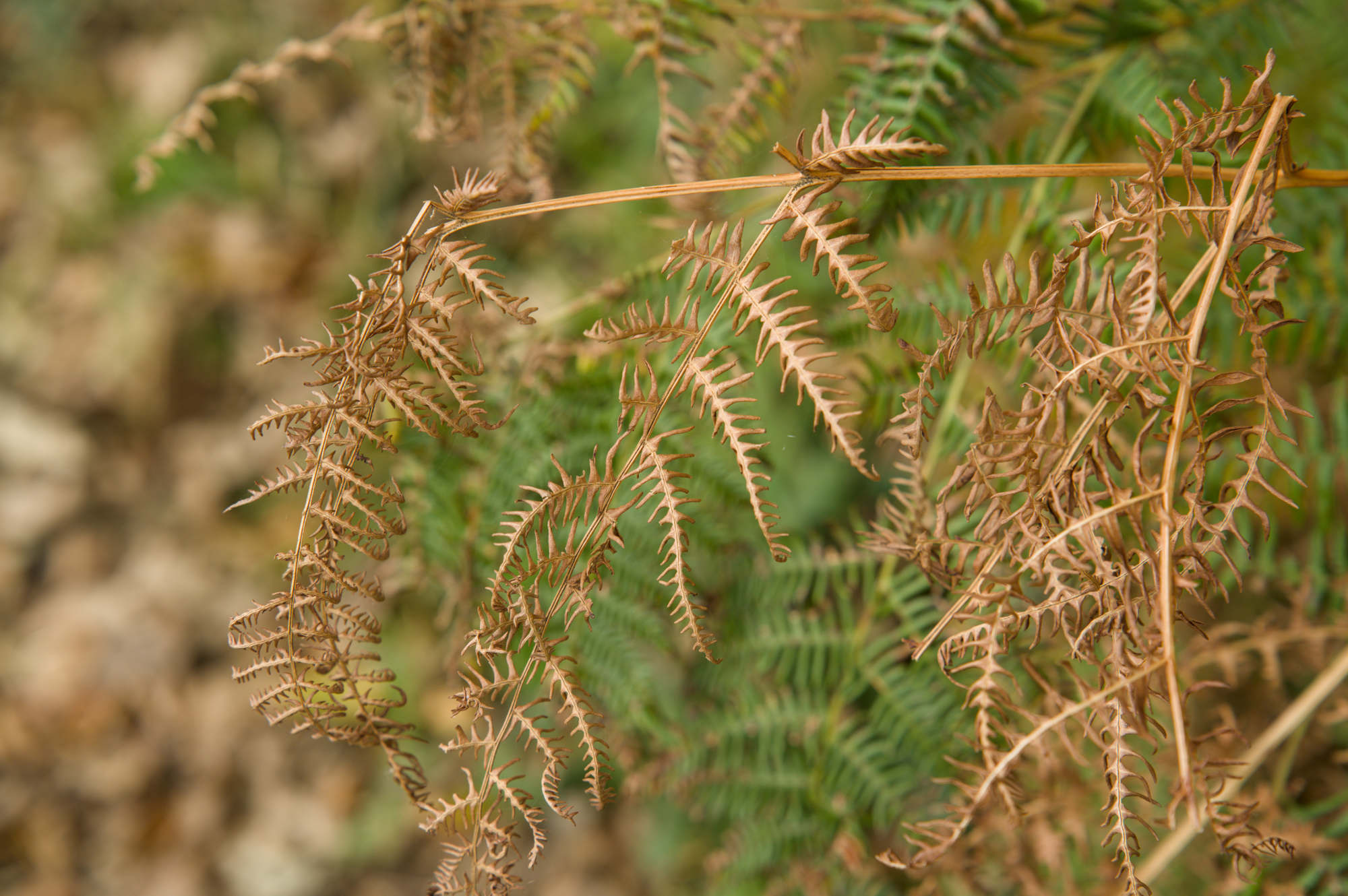 Fern in autumn