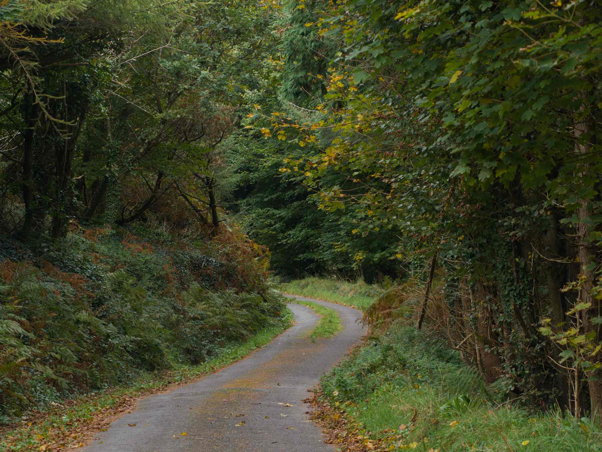 Autumn colours