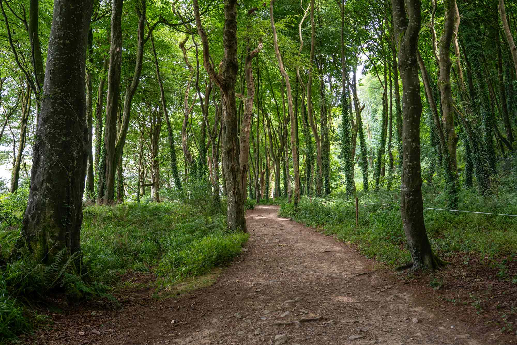 Courtmacsherry woods